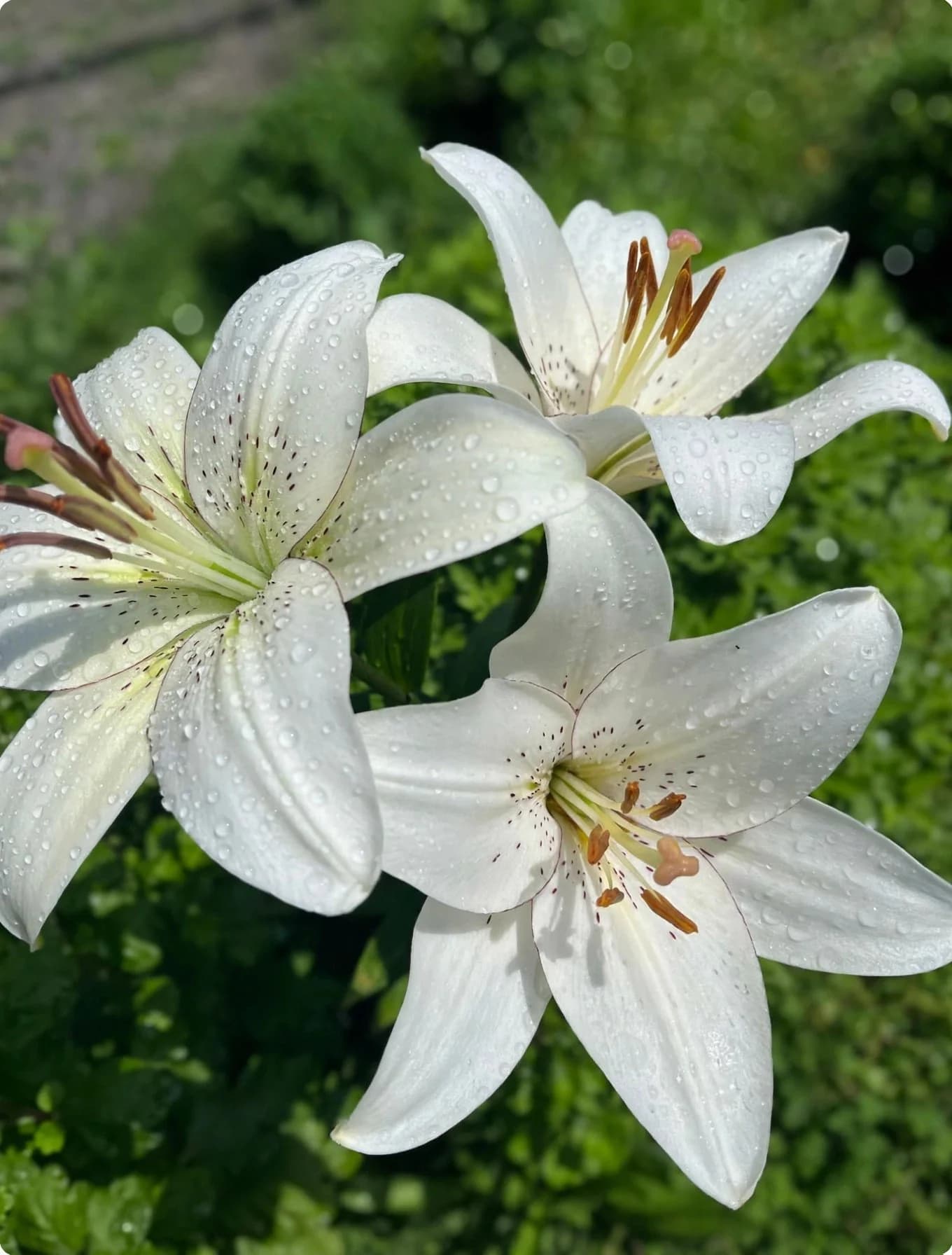 Asiatic Lily Bulbs, photo 1