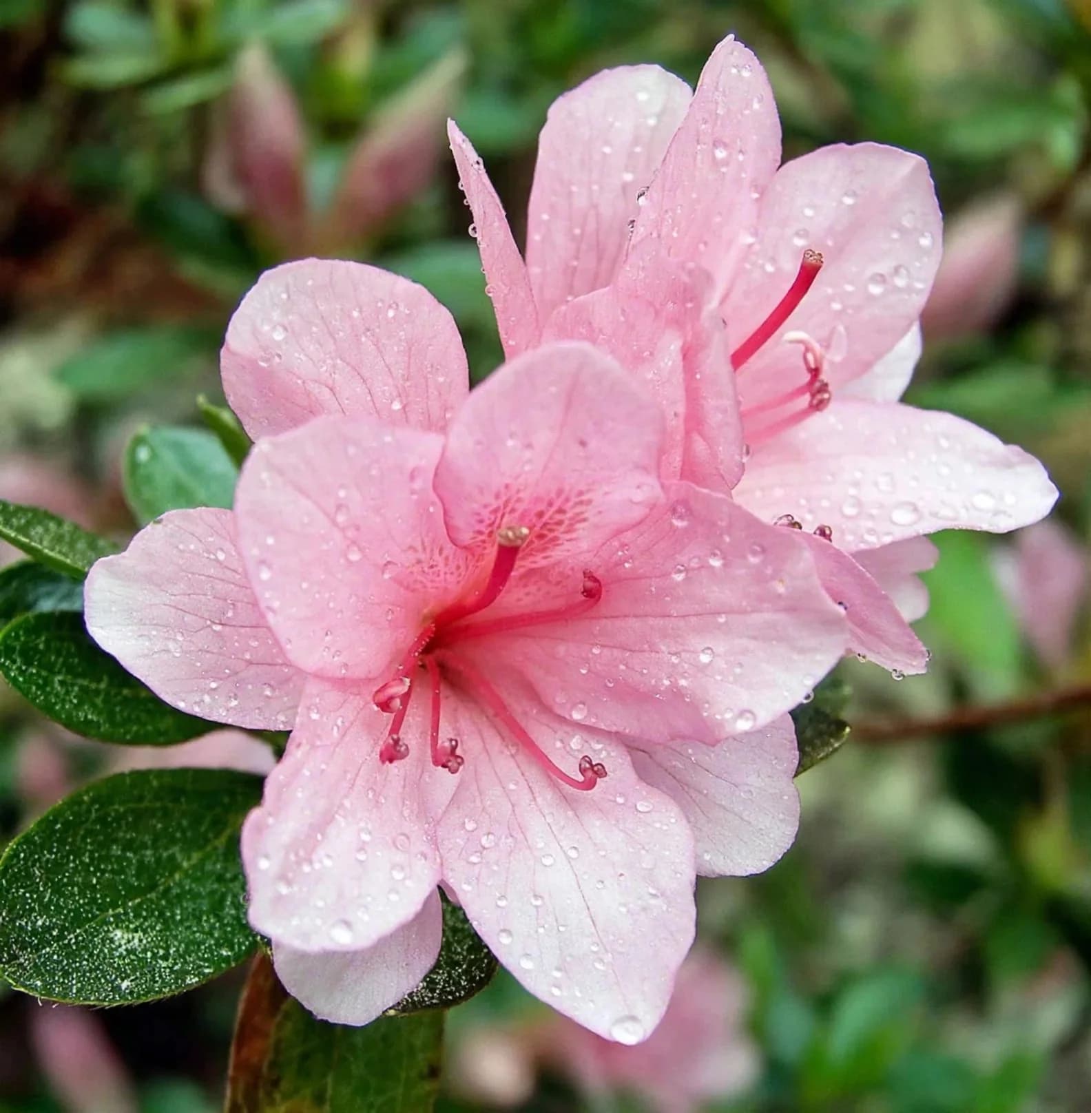 Flowering Azalea, photo 1