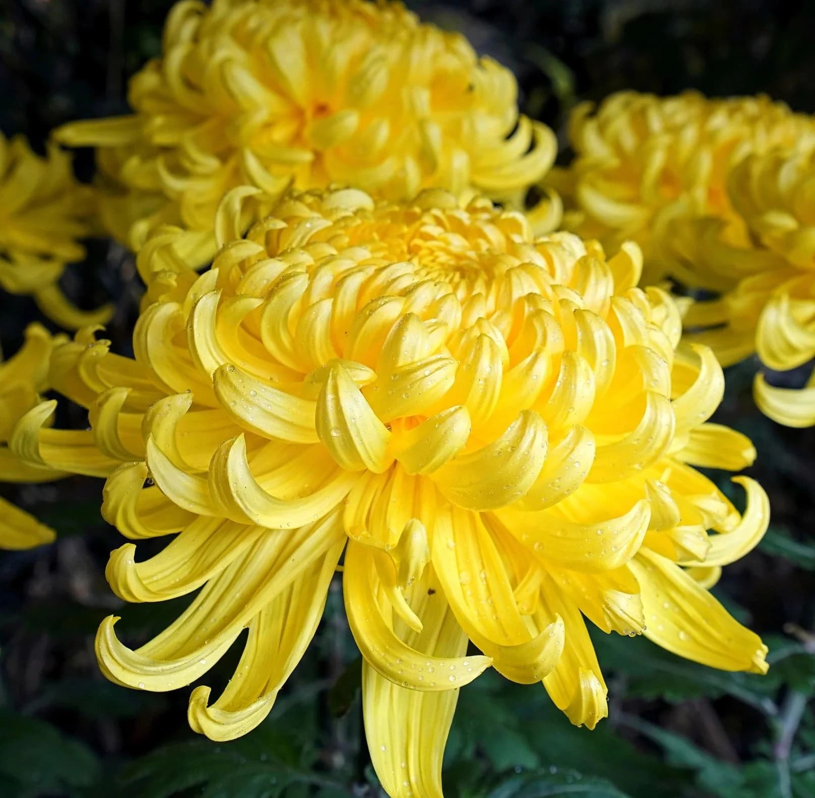 Chrysanthemum