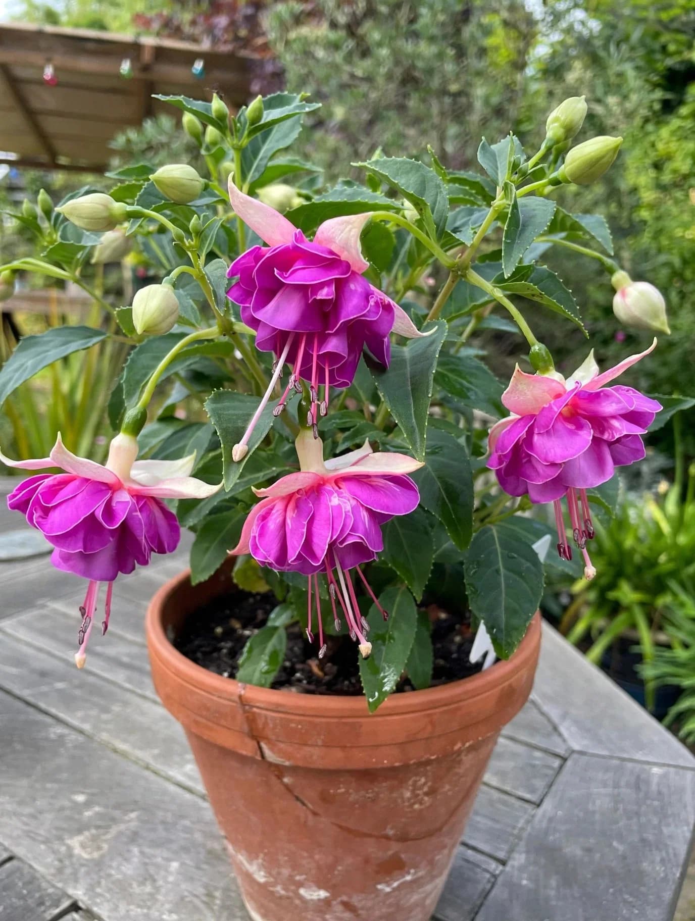 Fuchsia, photo 1