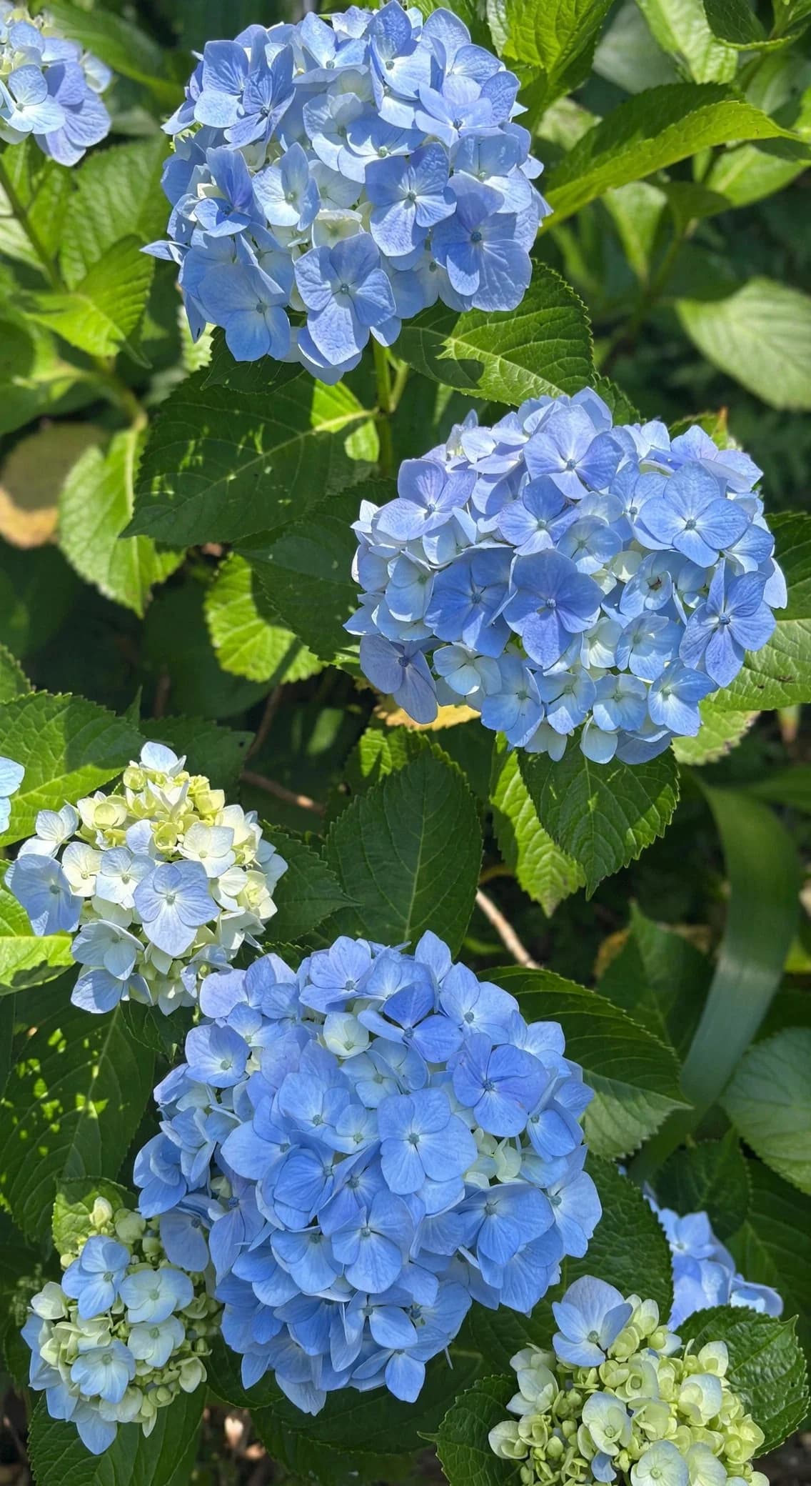 Hydrangea, photo 1