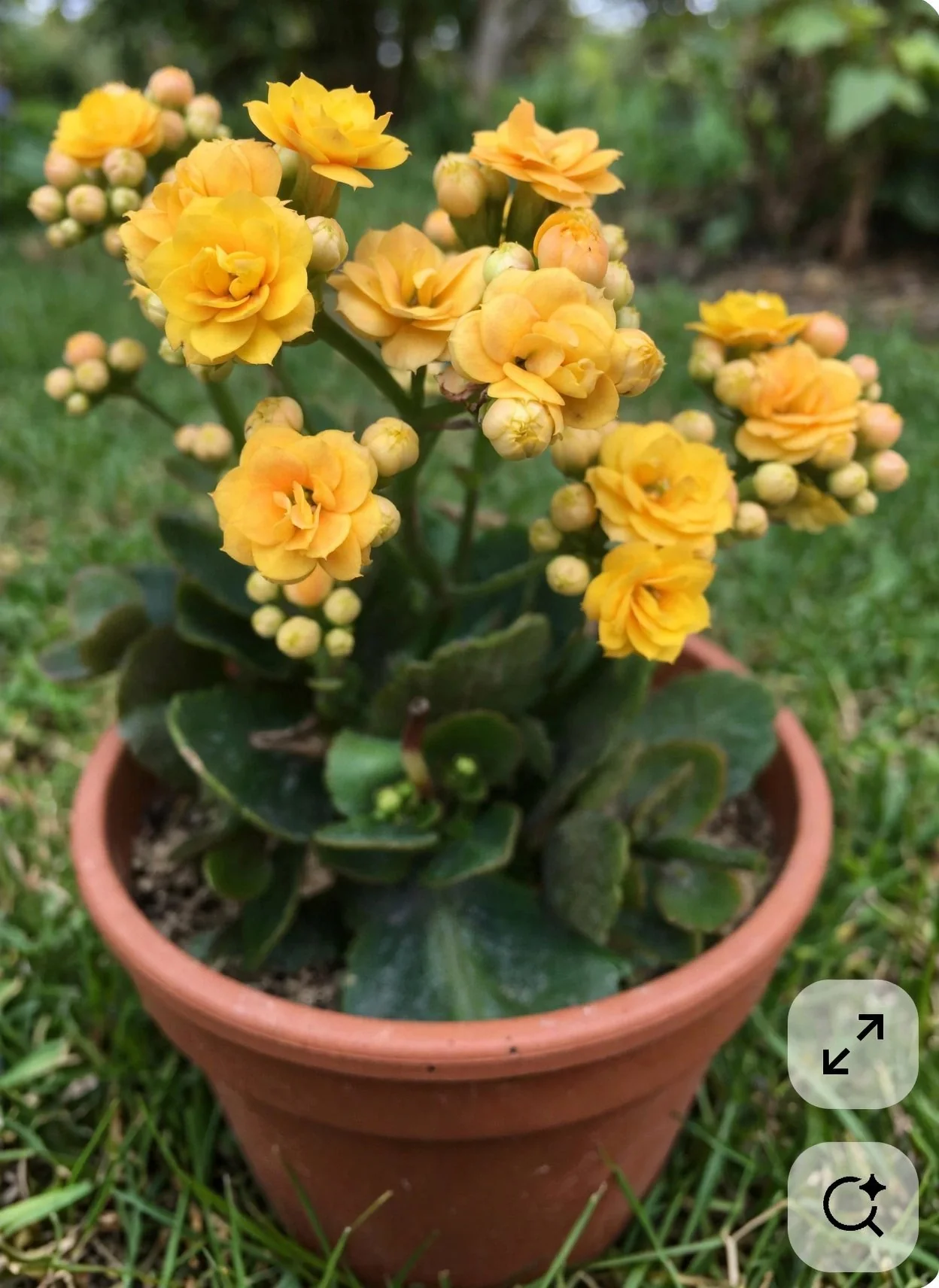 Flowering Kalanchoe