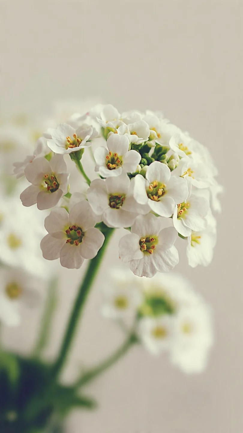 Alyssum