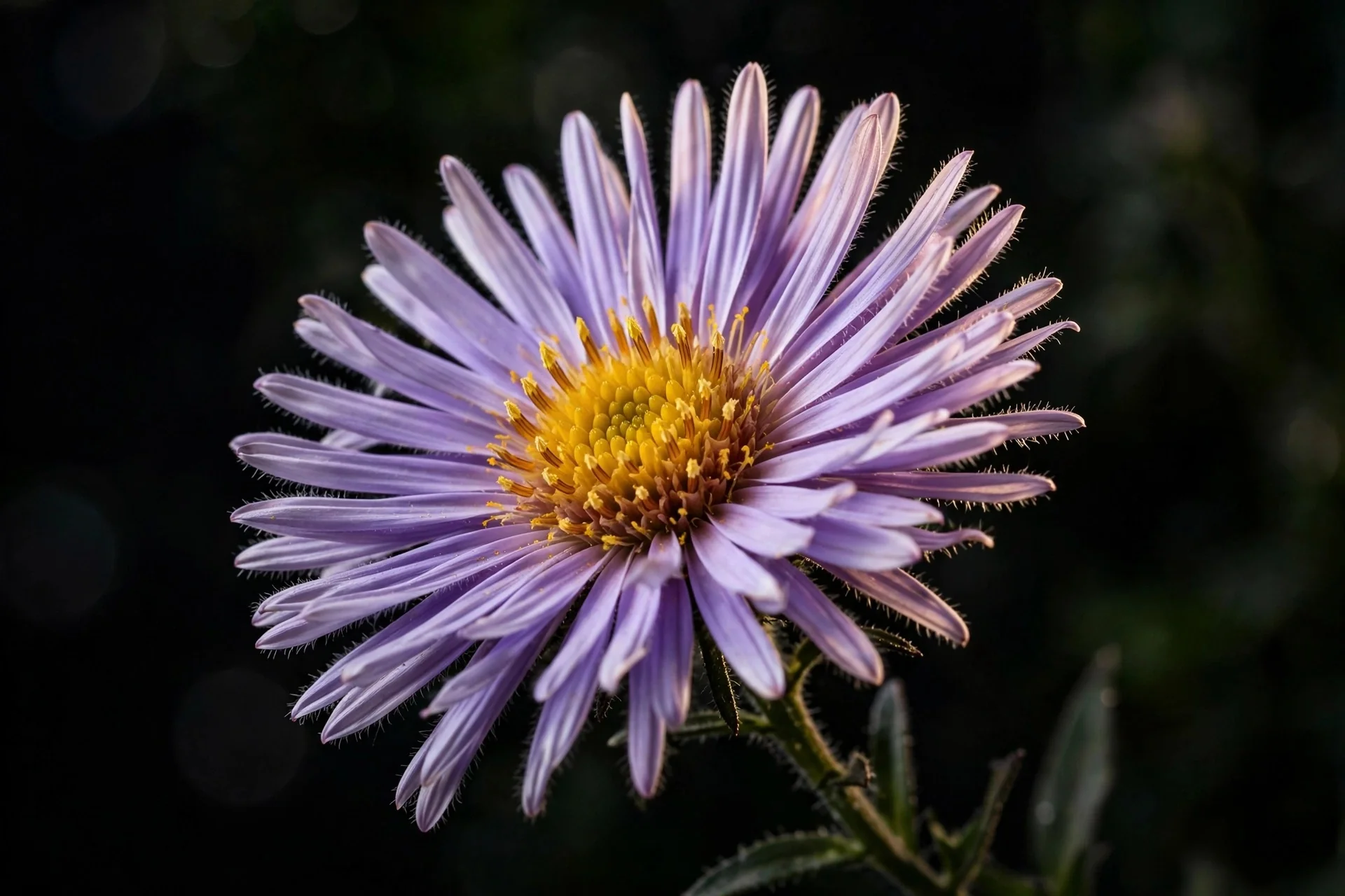 Aster