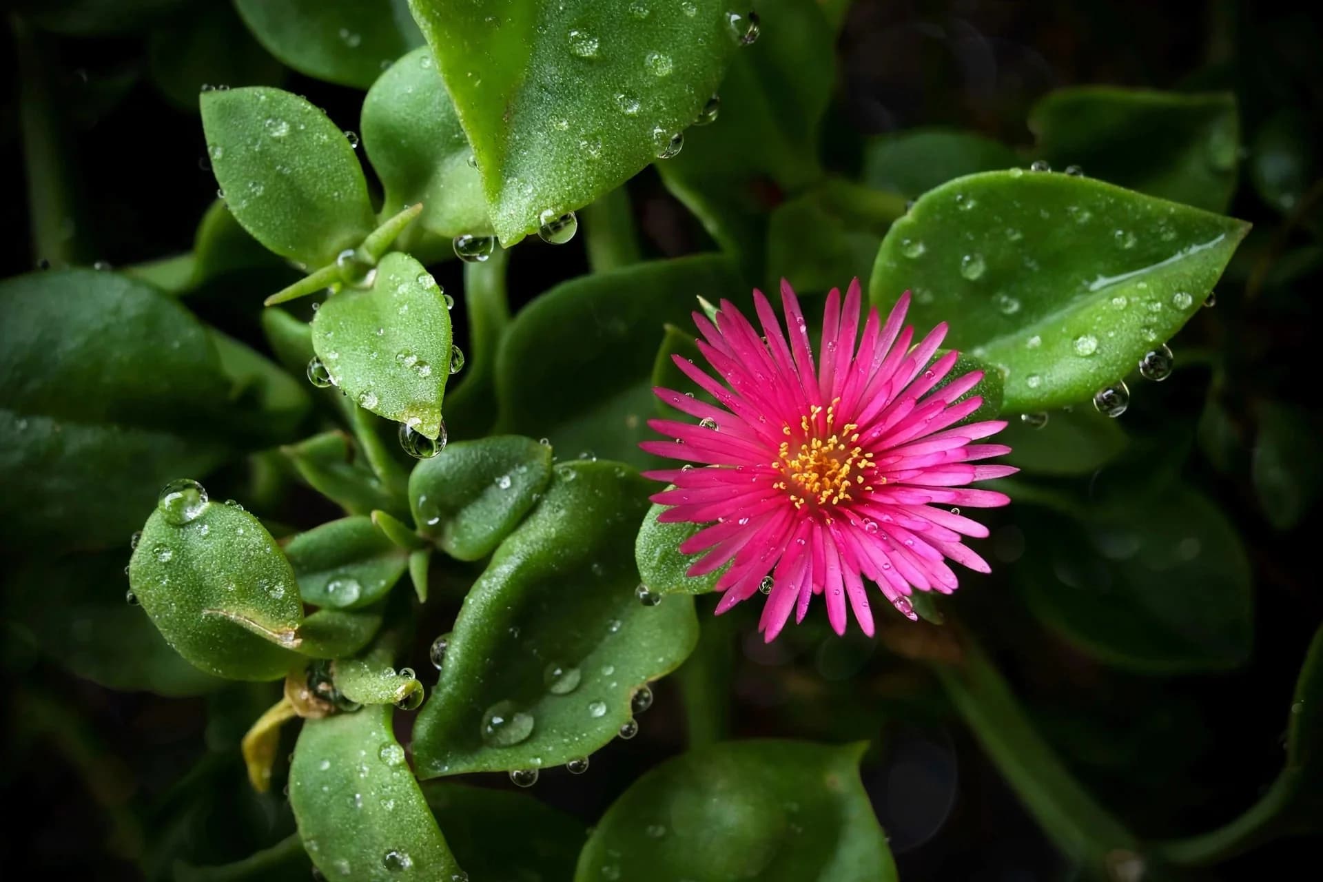 Baby Sun Rose