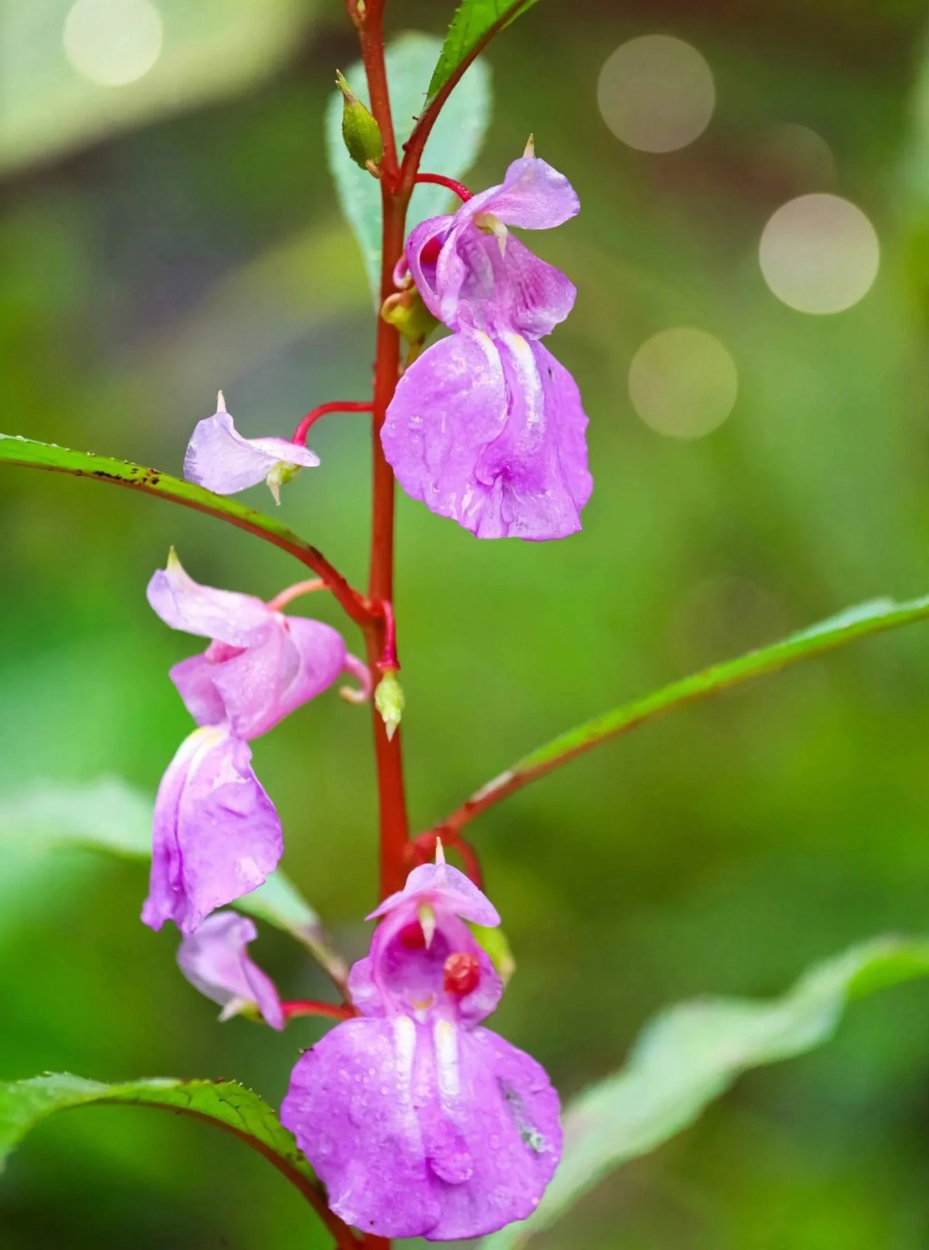 Balsam