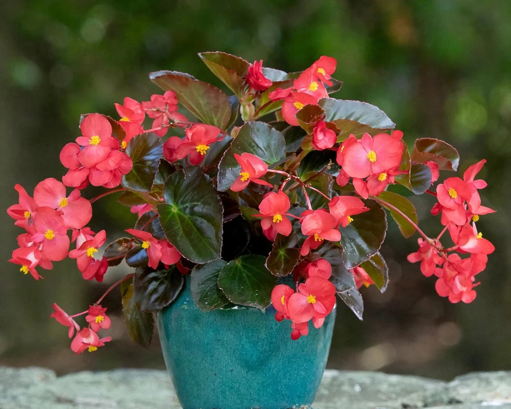 Begonia