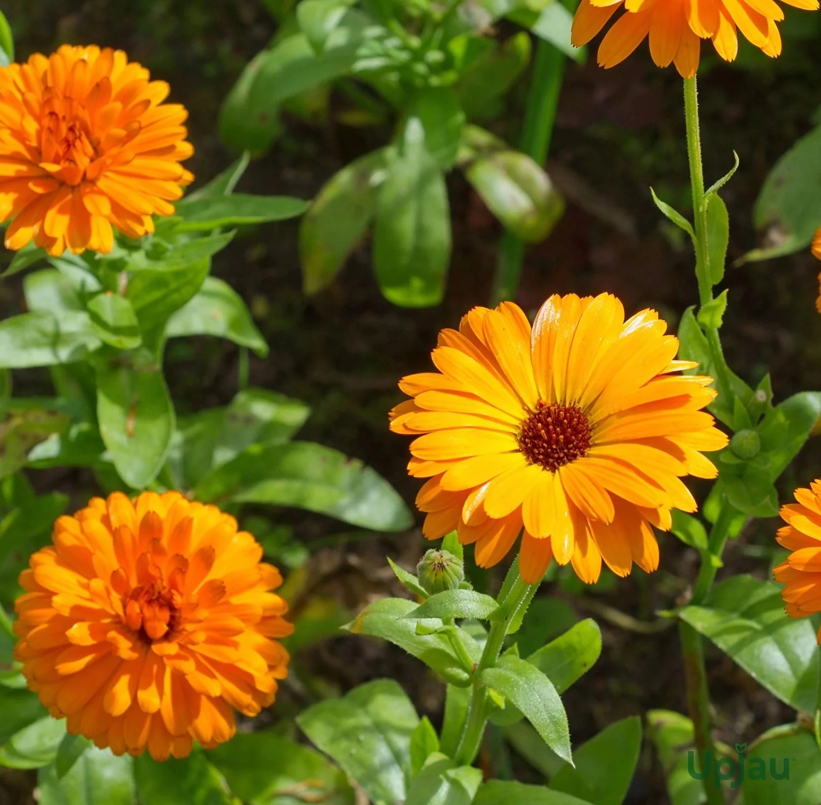 Calendula