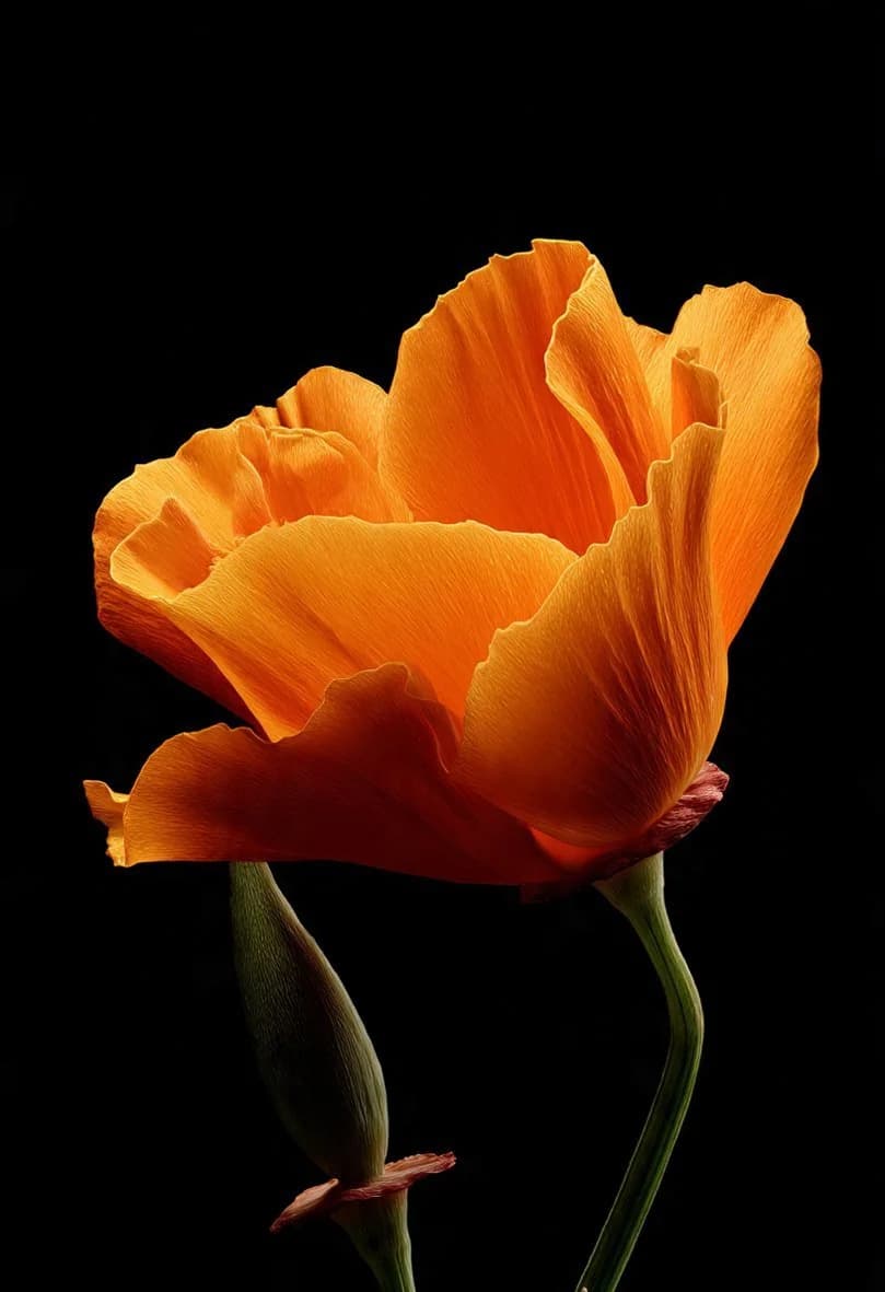 California Poppy