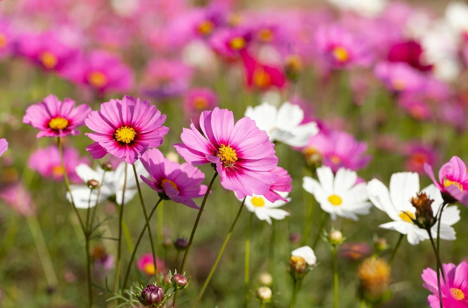 Cosmos