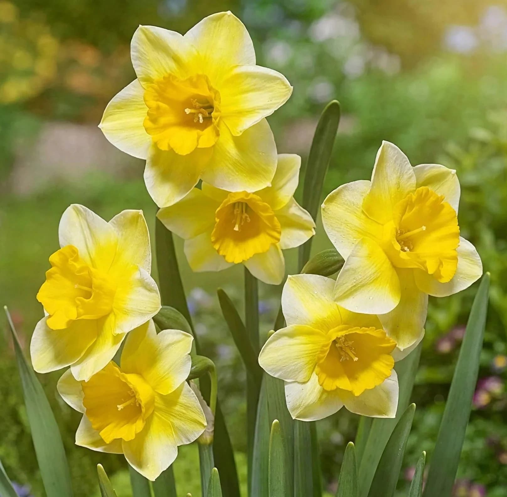 Daffodil