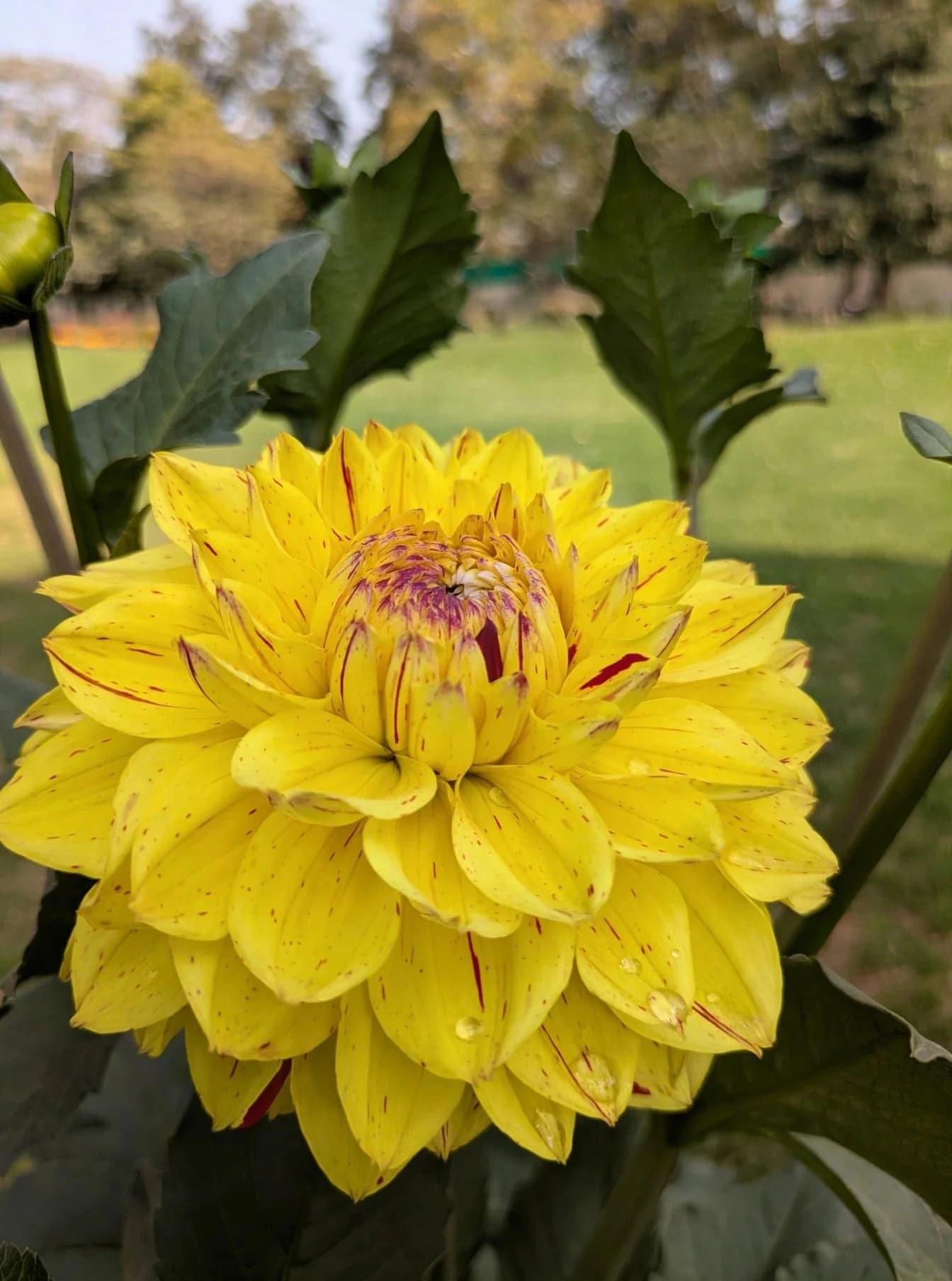 Dahlia