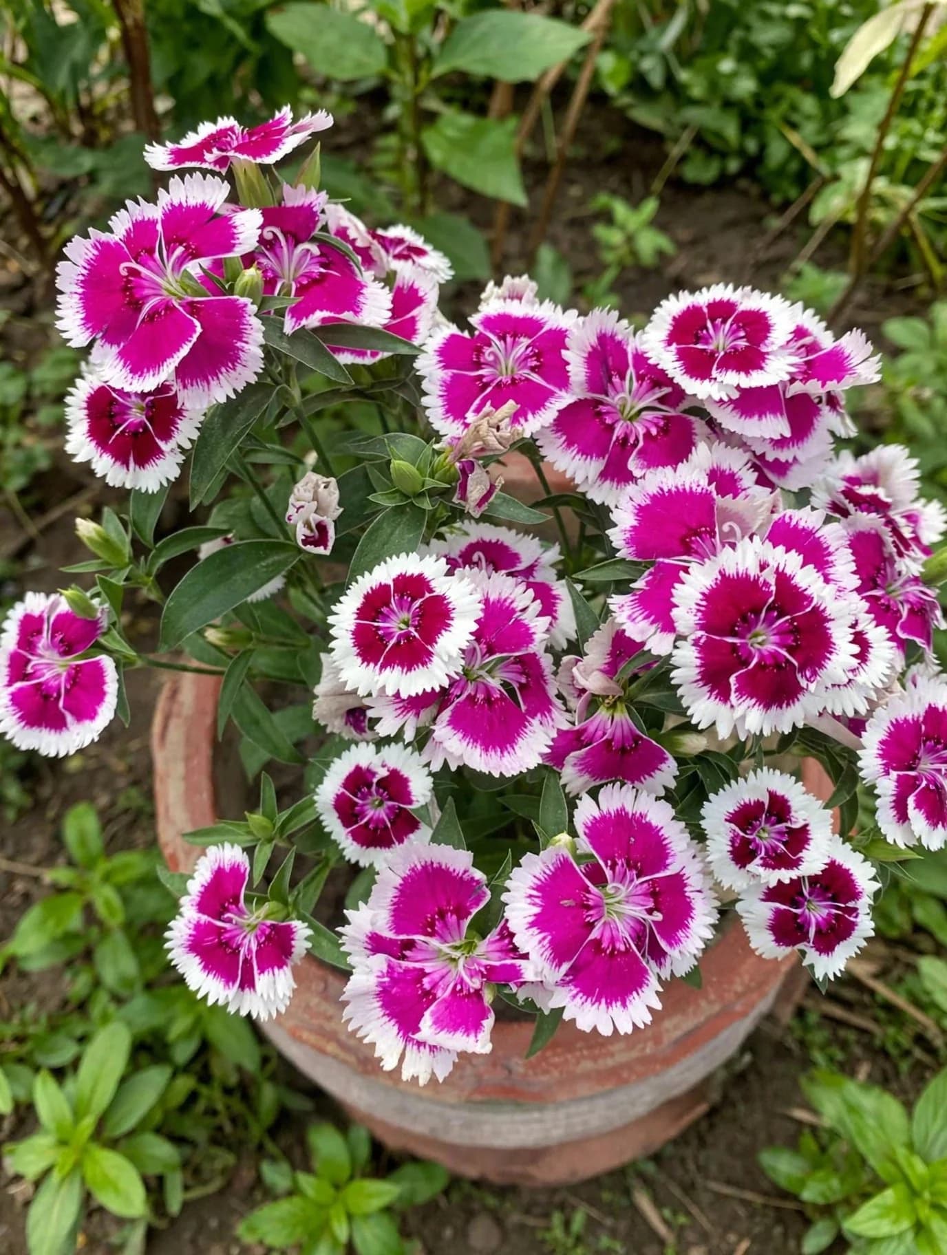 Dianthus