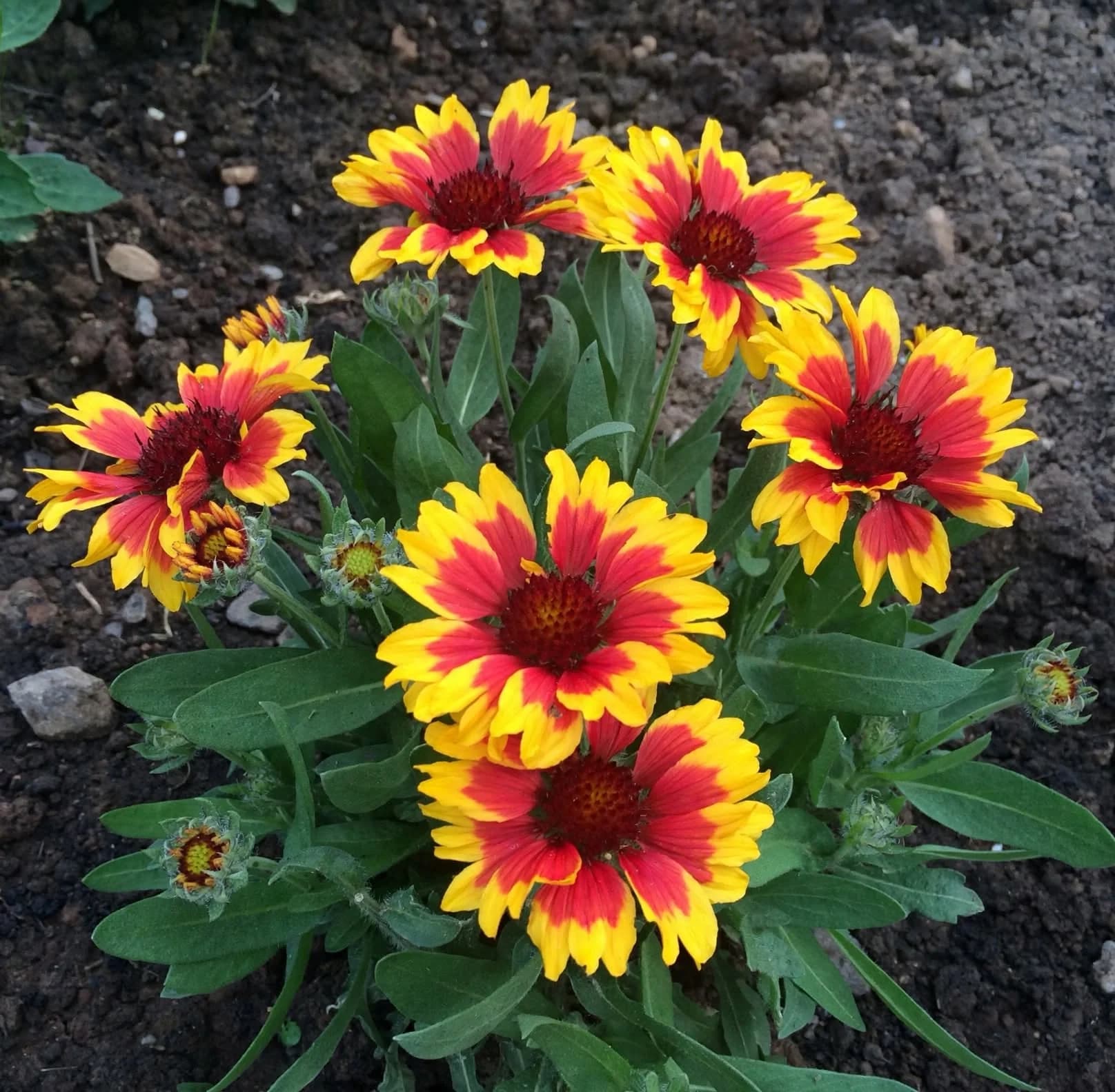 Gaillardia (Blanket Flower), photo 1