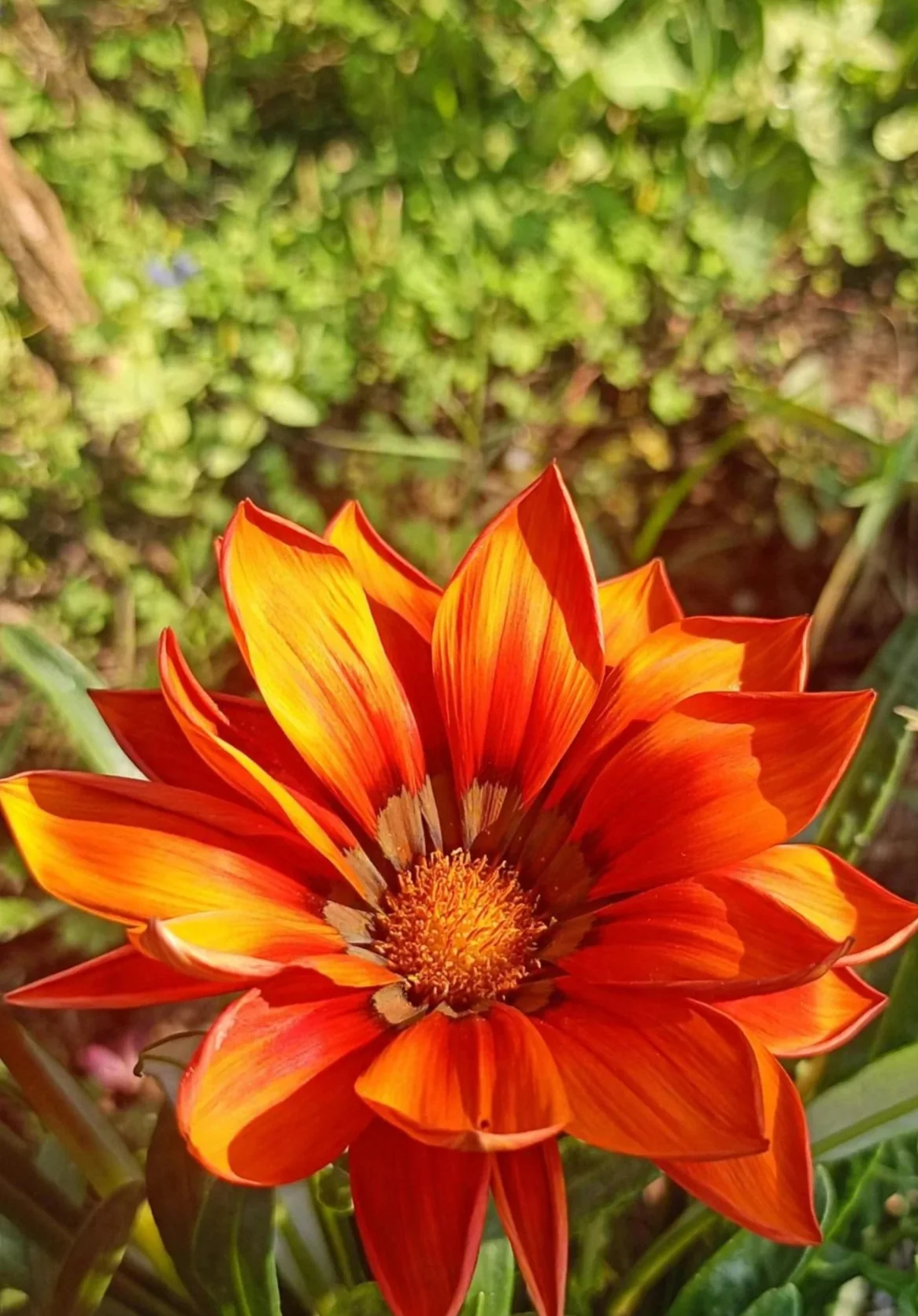 Gazania, photo 1