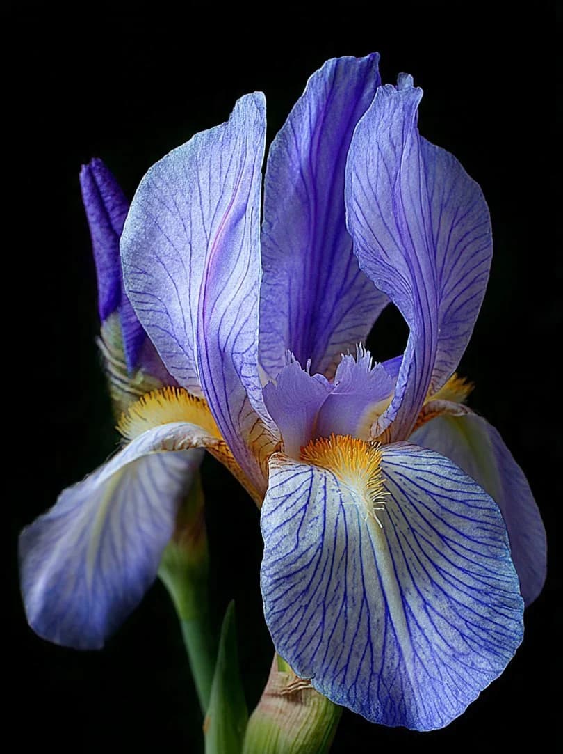 Iris