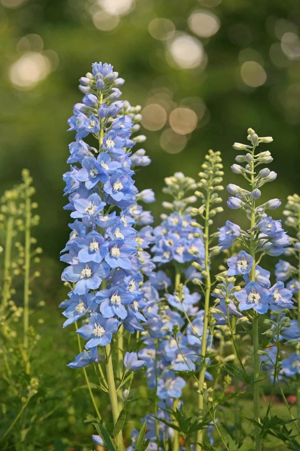 Larkspur