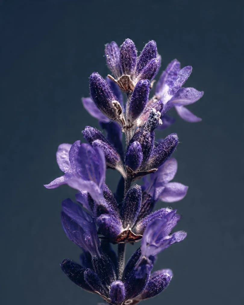 Lavender