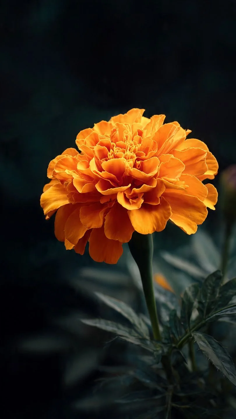 Marigold