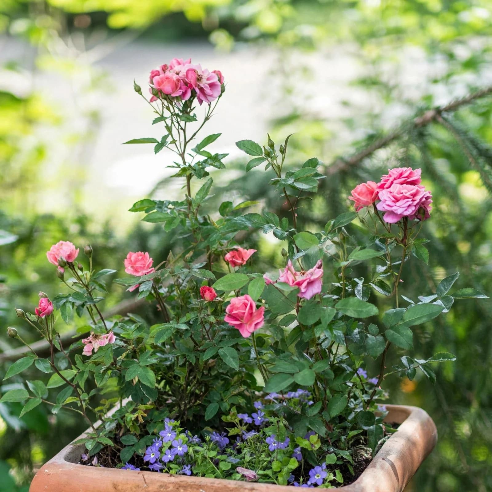 Miniature Rose
