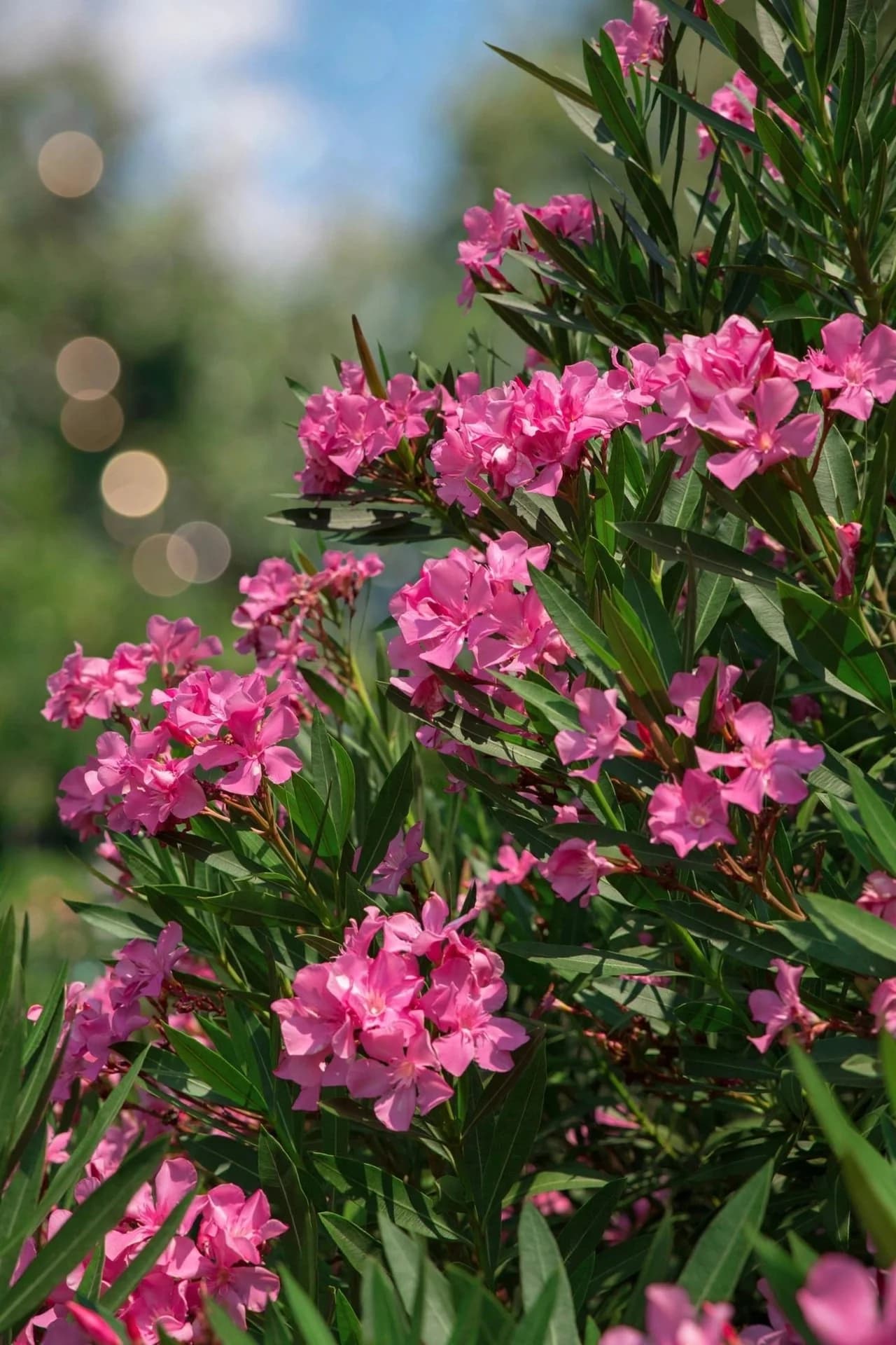 Nerium Oleander
