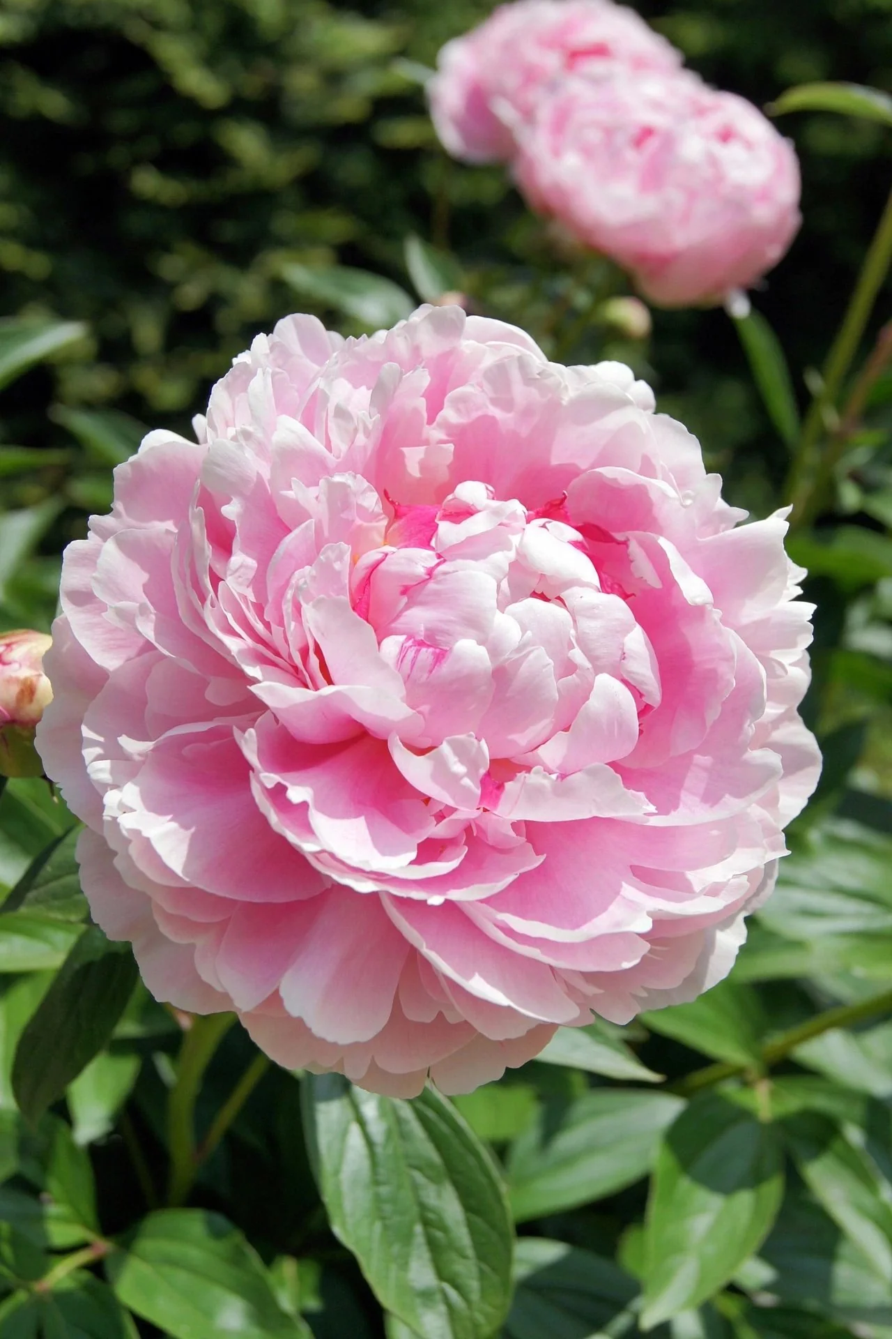 Peony