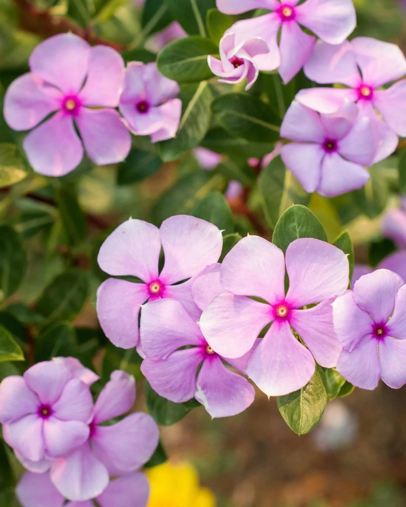 Periwinkle (Vinca)