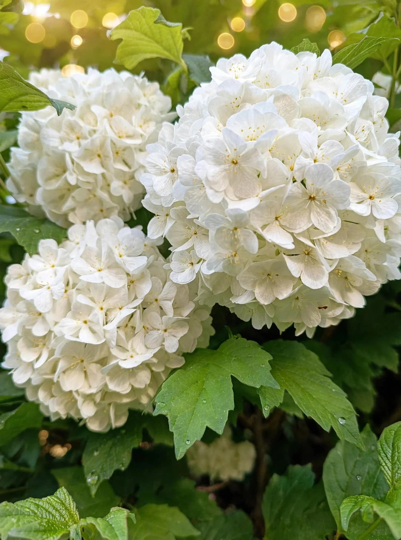 Snowball (Guelder Rose)