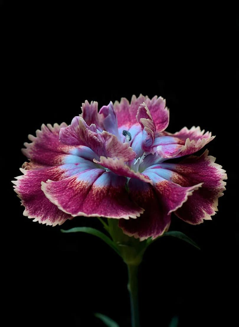 Sweet William