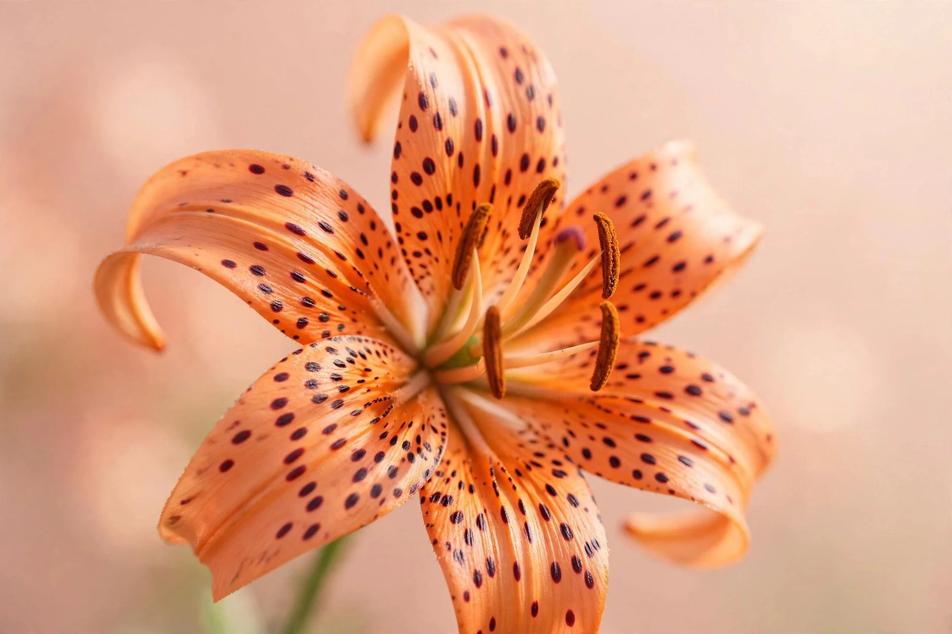 Tiger Lily
