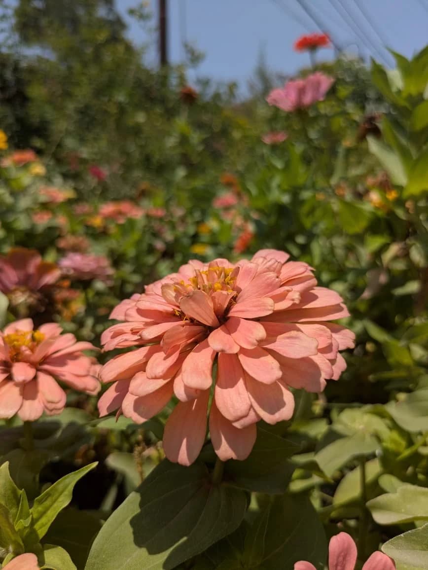 Zinnia