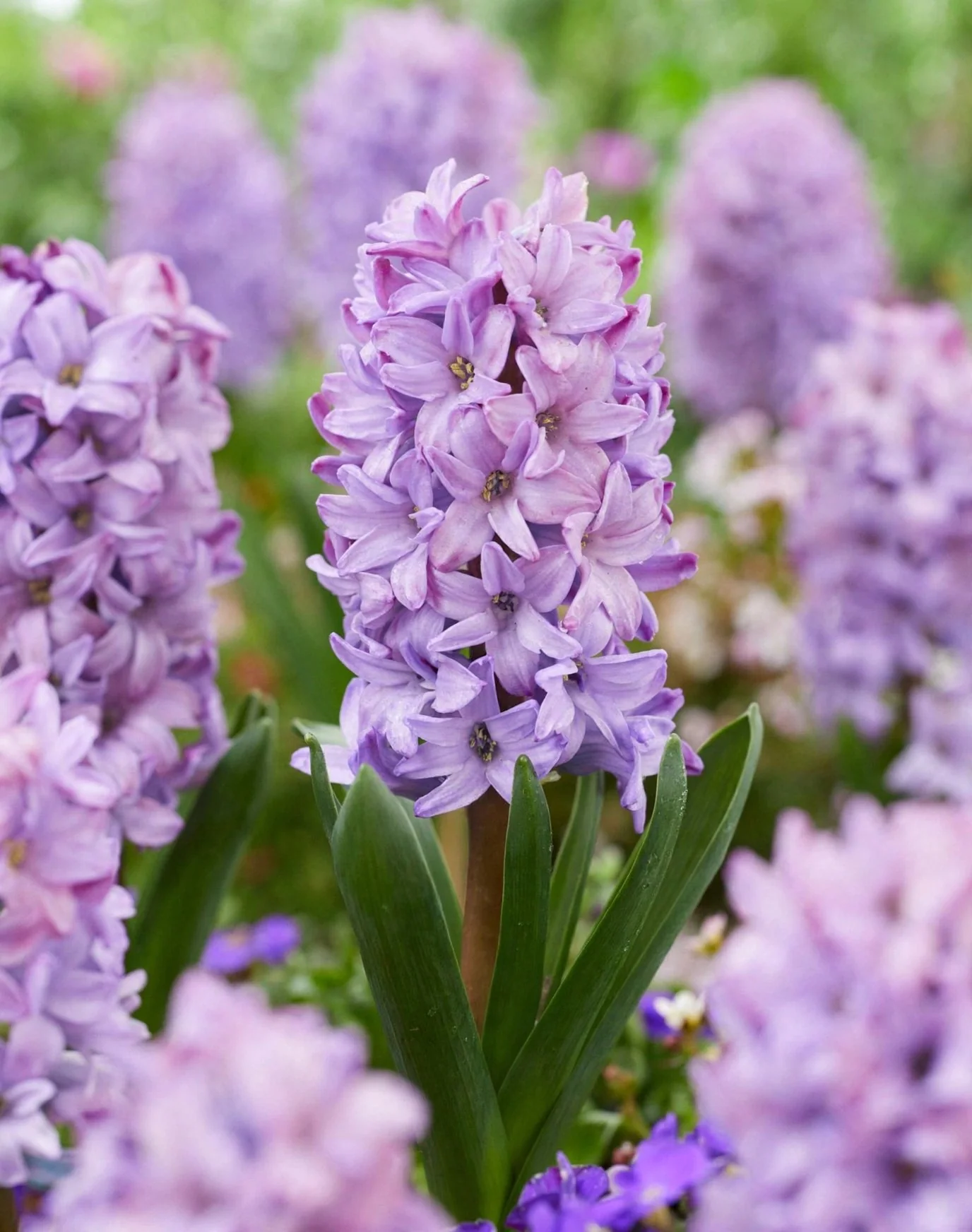 Hyacinth Bulbs, photo 1