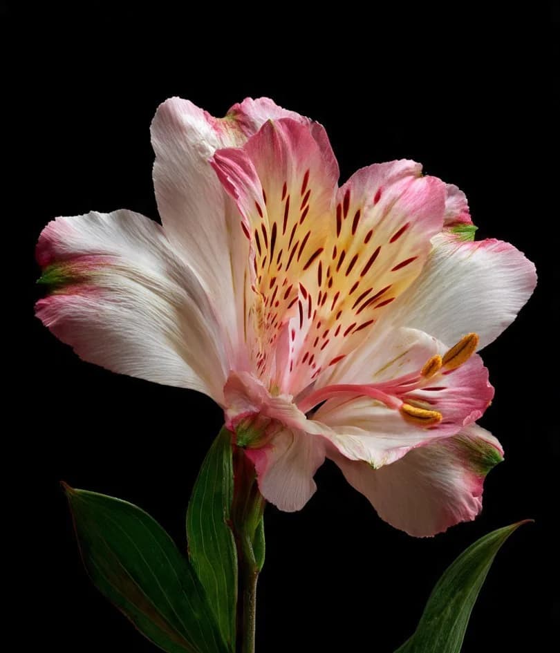 Alstroemeria Cut Bunch, photo 1