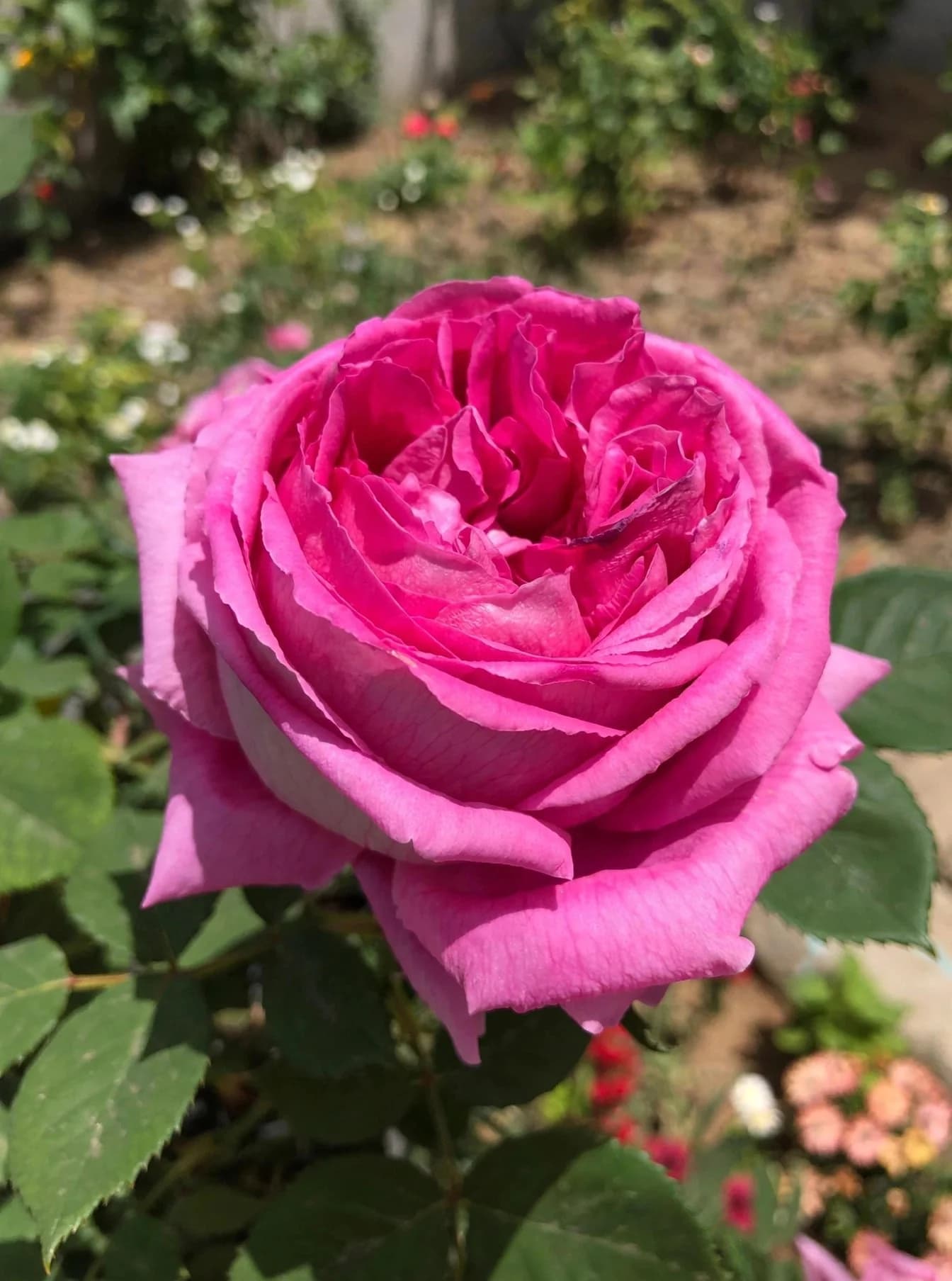 Damask Rose Cut Stems, photo 1