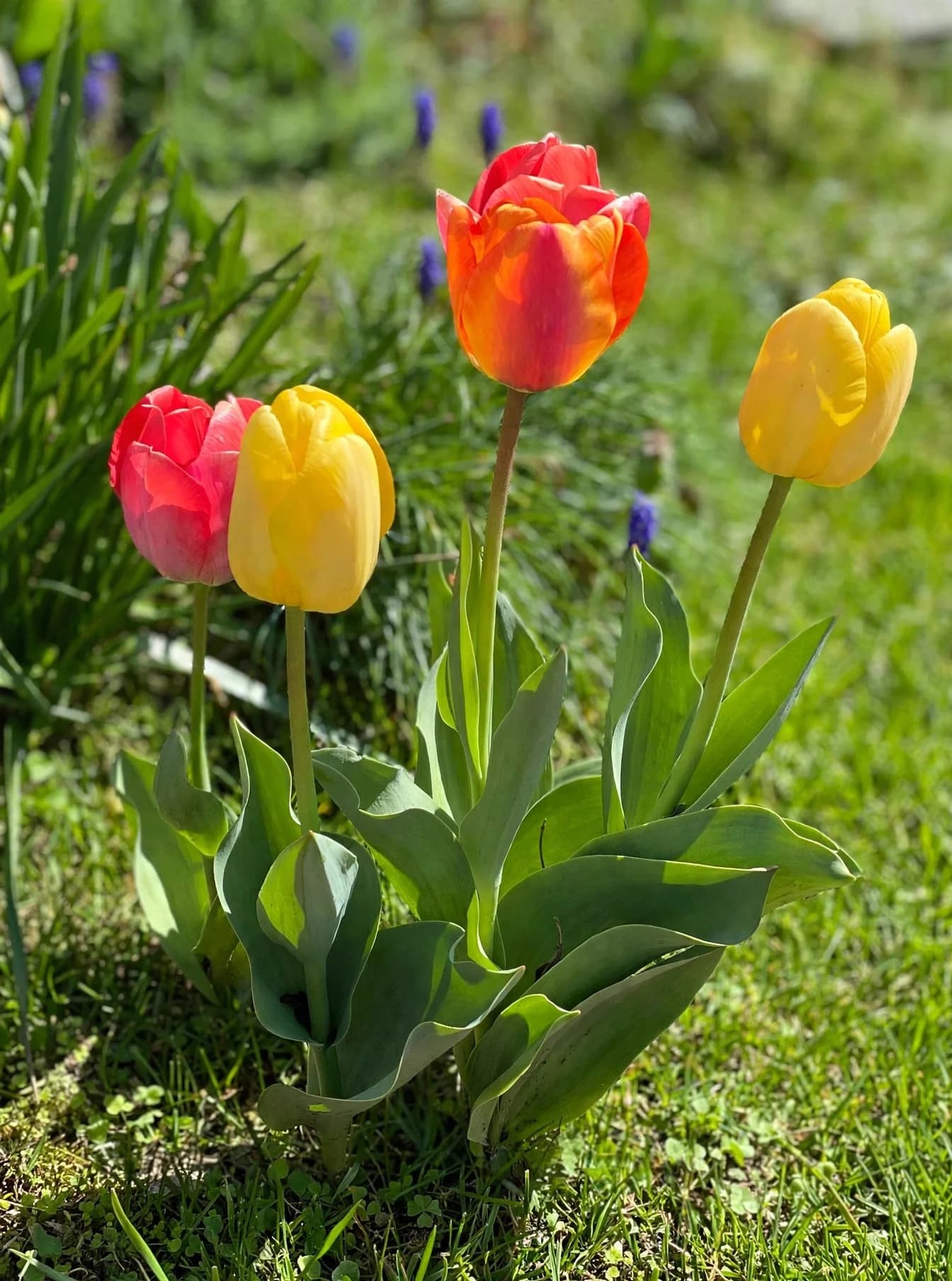 Fresh Cut Tulips (Bunch), photo 1
