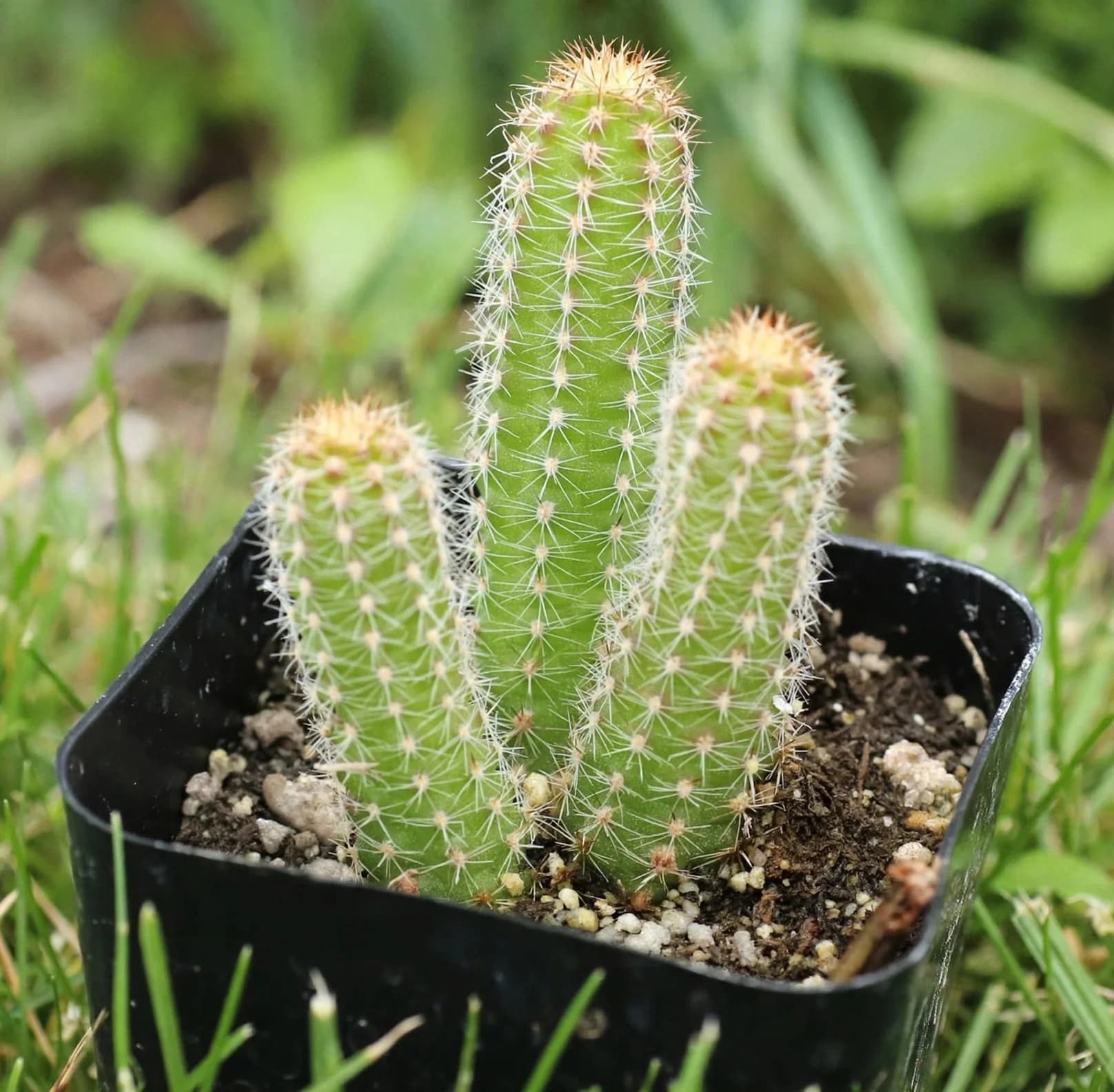 Peanut Cactus Gift Planter, photo 1