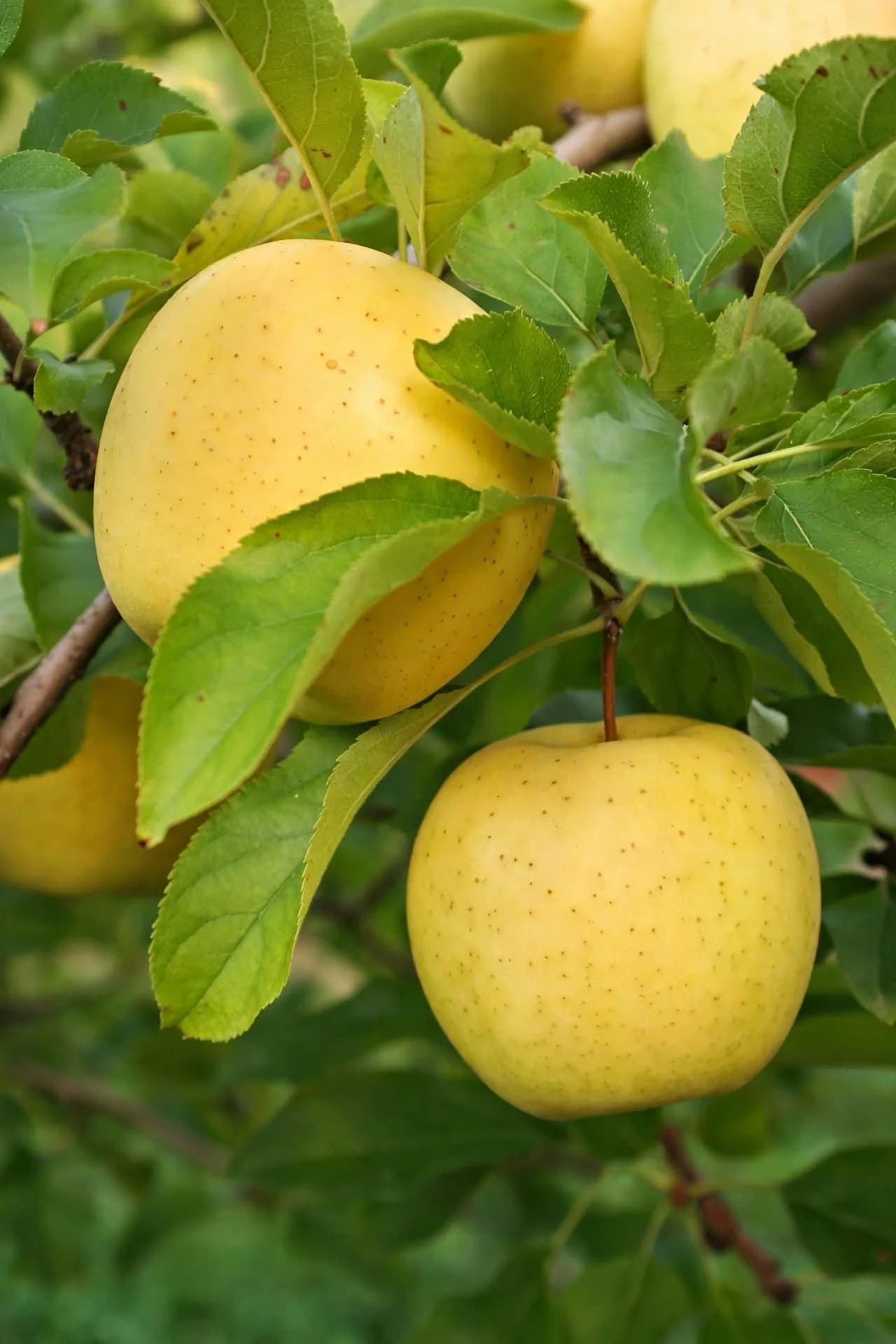 Apple Plant, photo 1