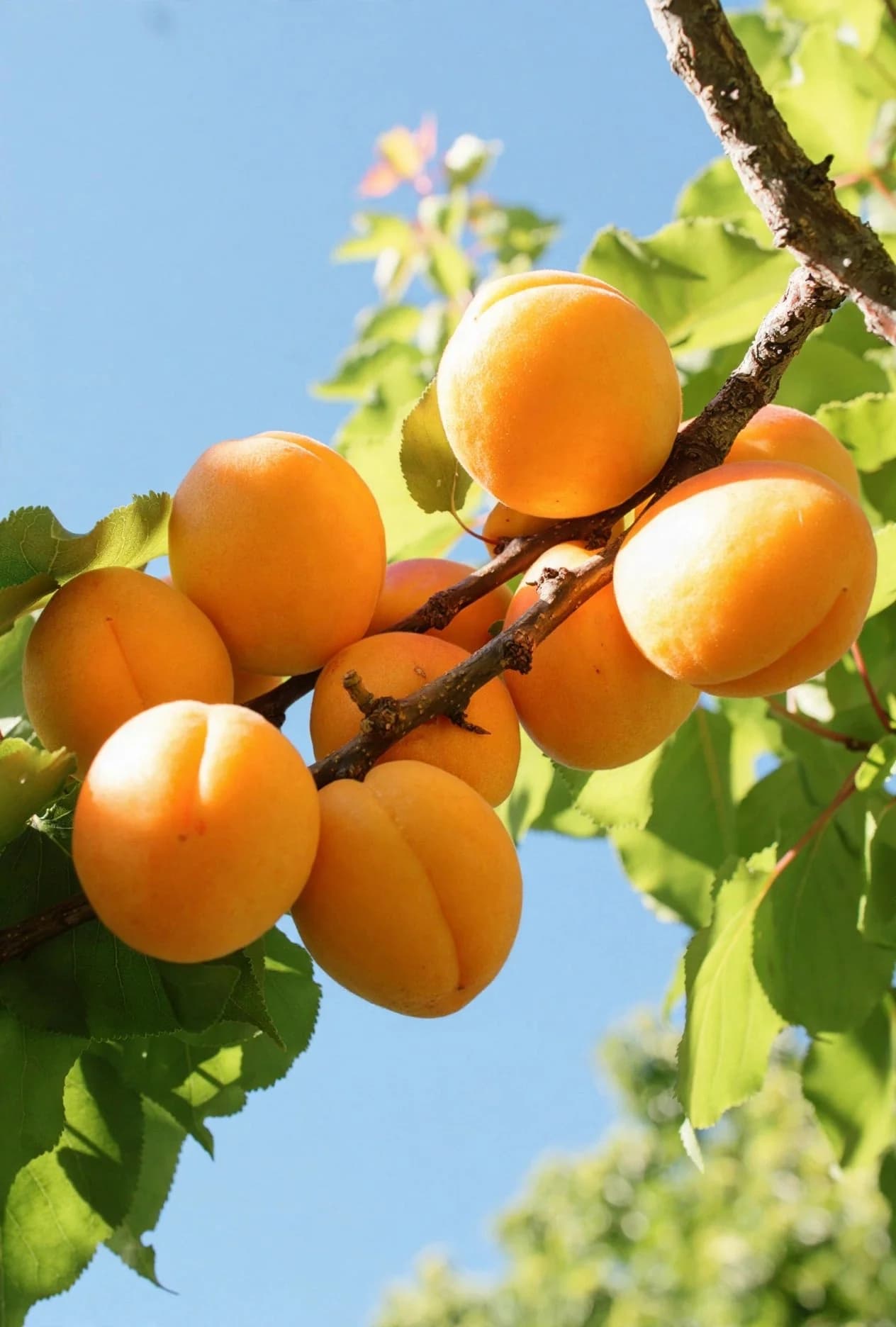 Apricot Plant (Hybrid)