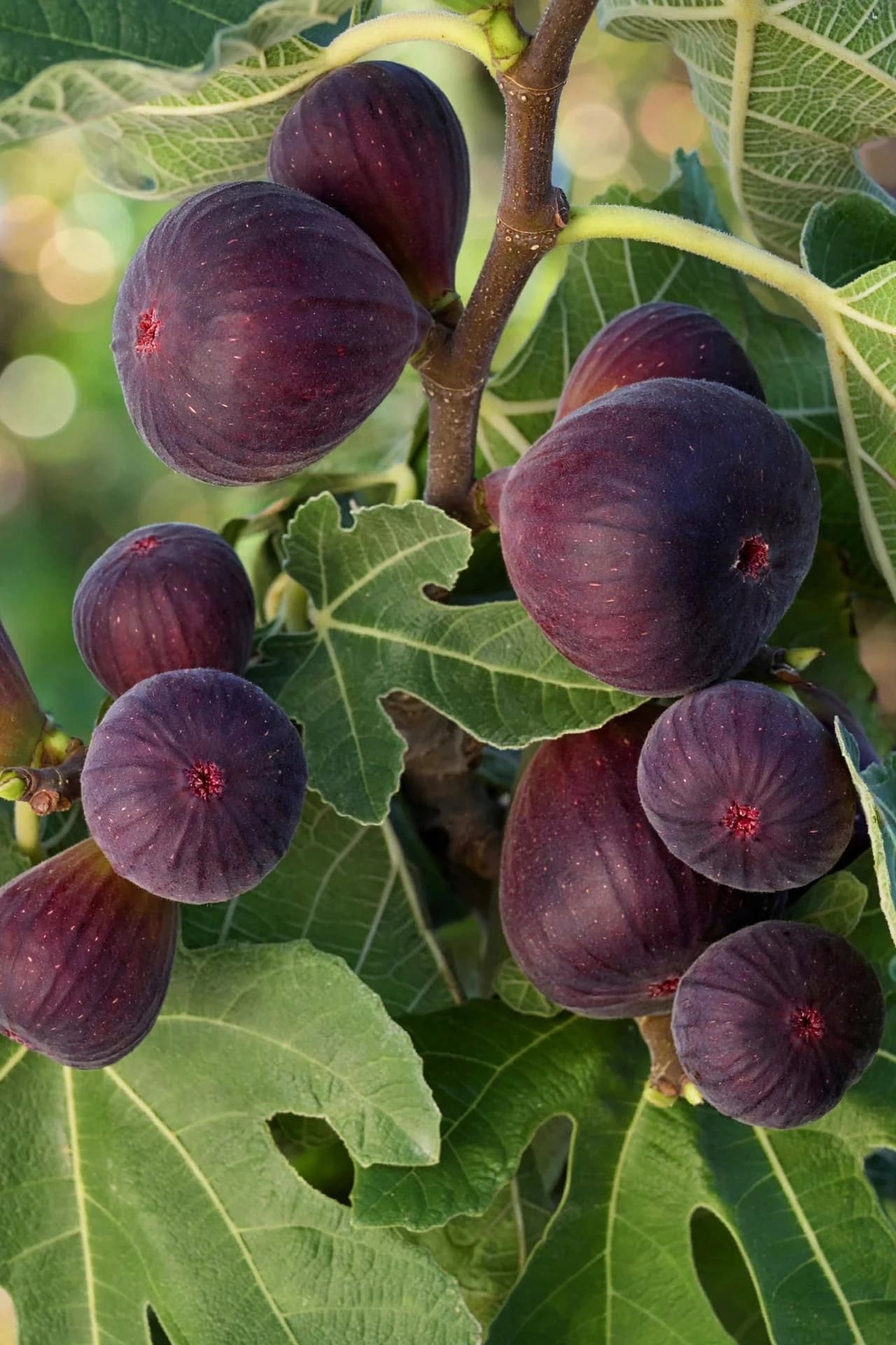 Fig Plant