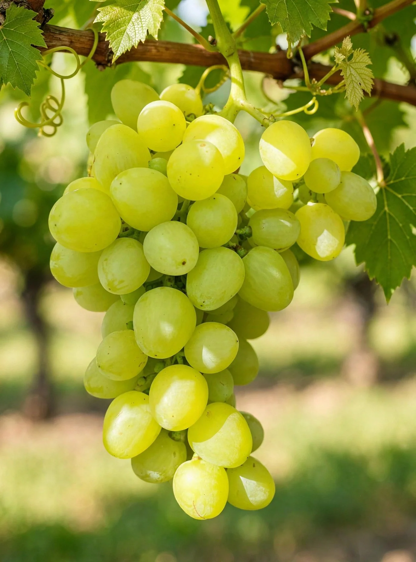 Green Grapes Plant