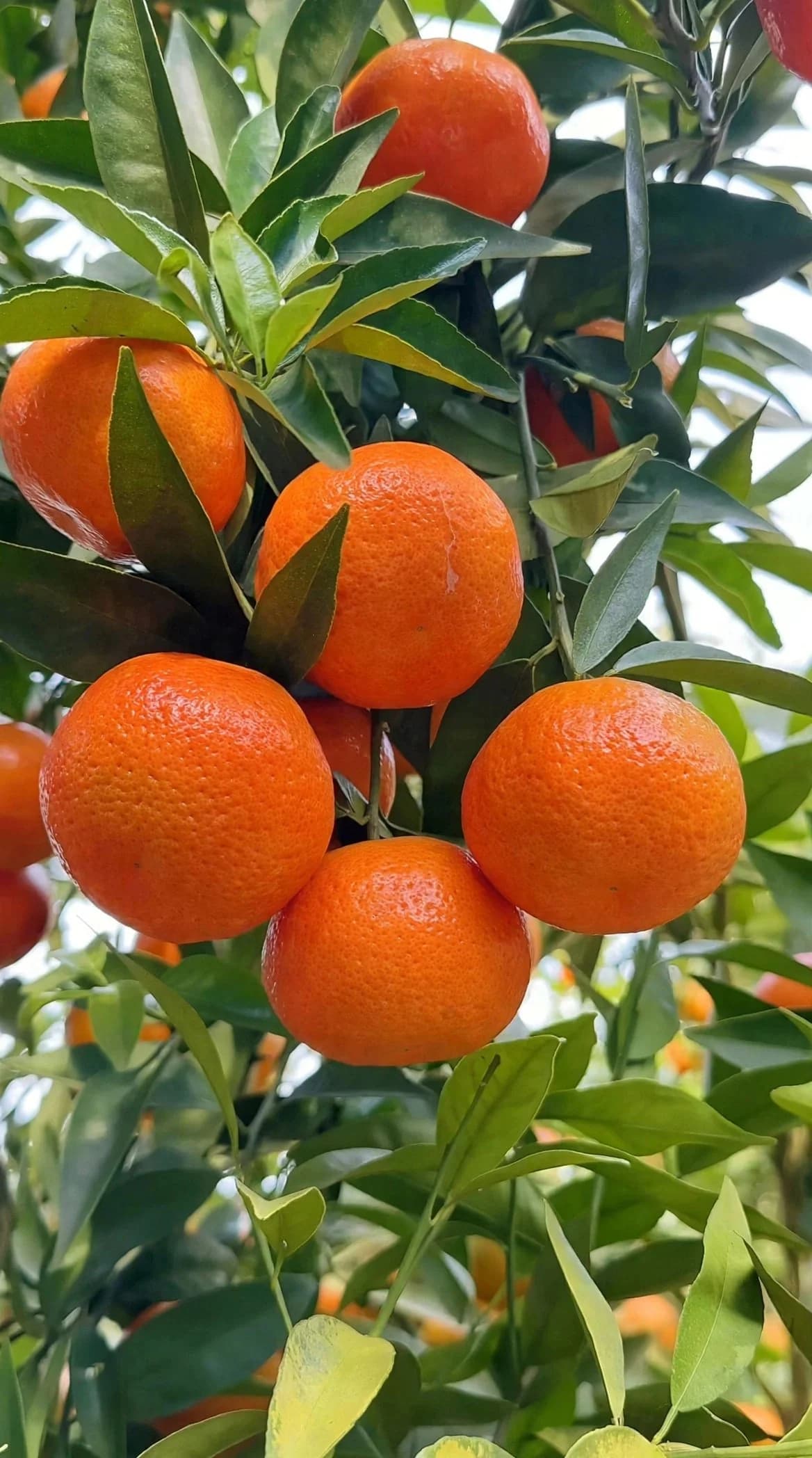 Orange Plant