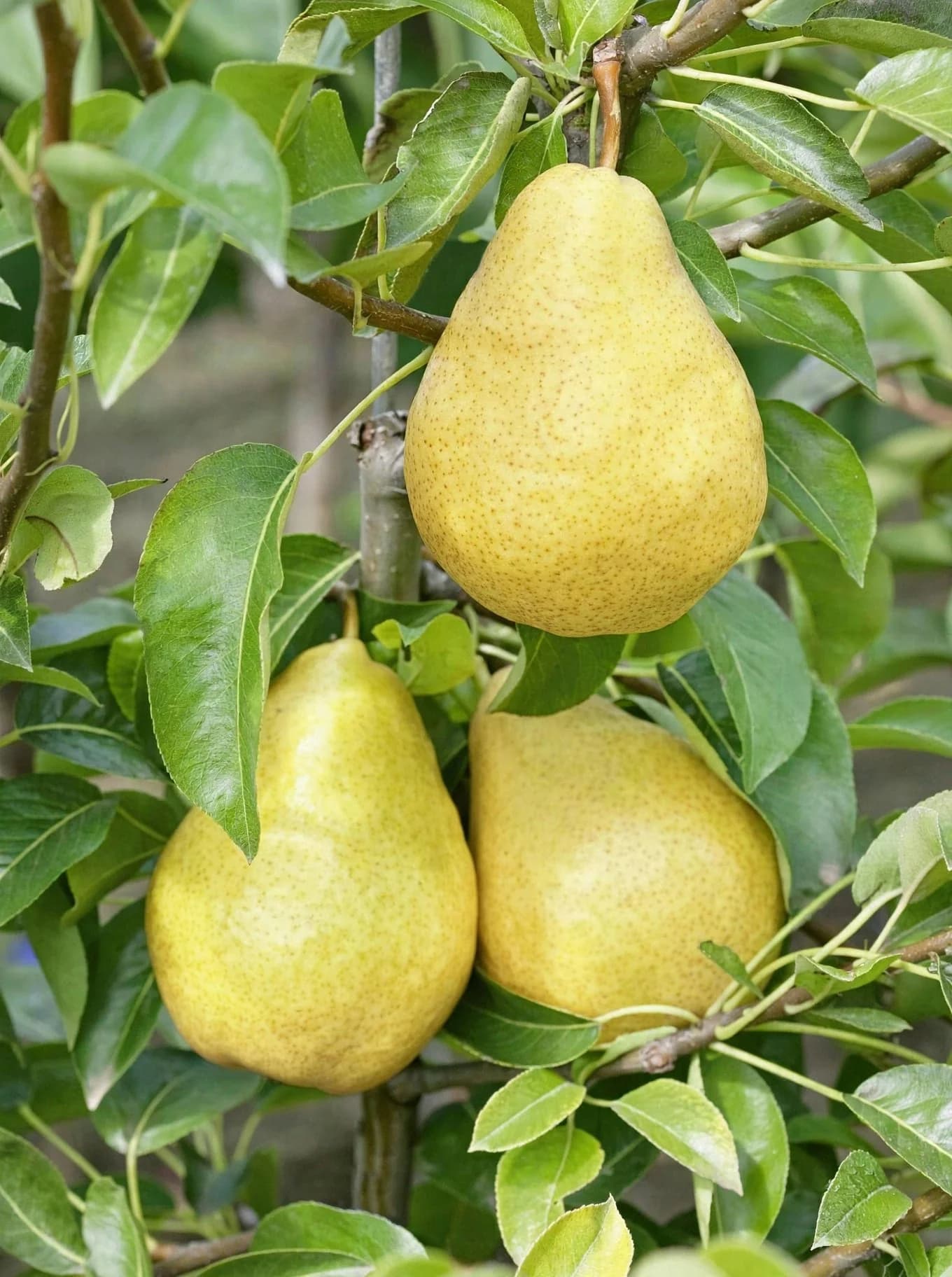 Pear Plant
