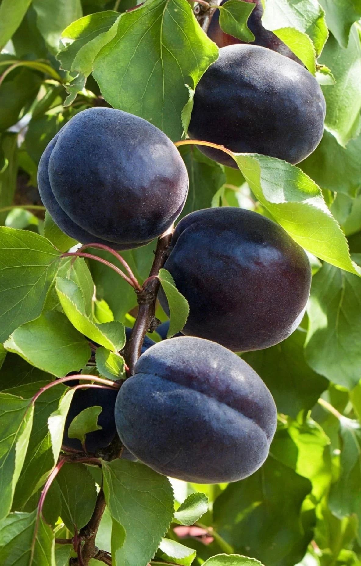 Plum Plant