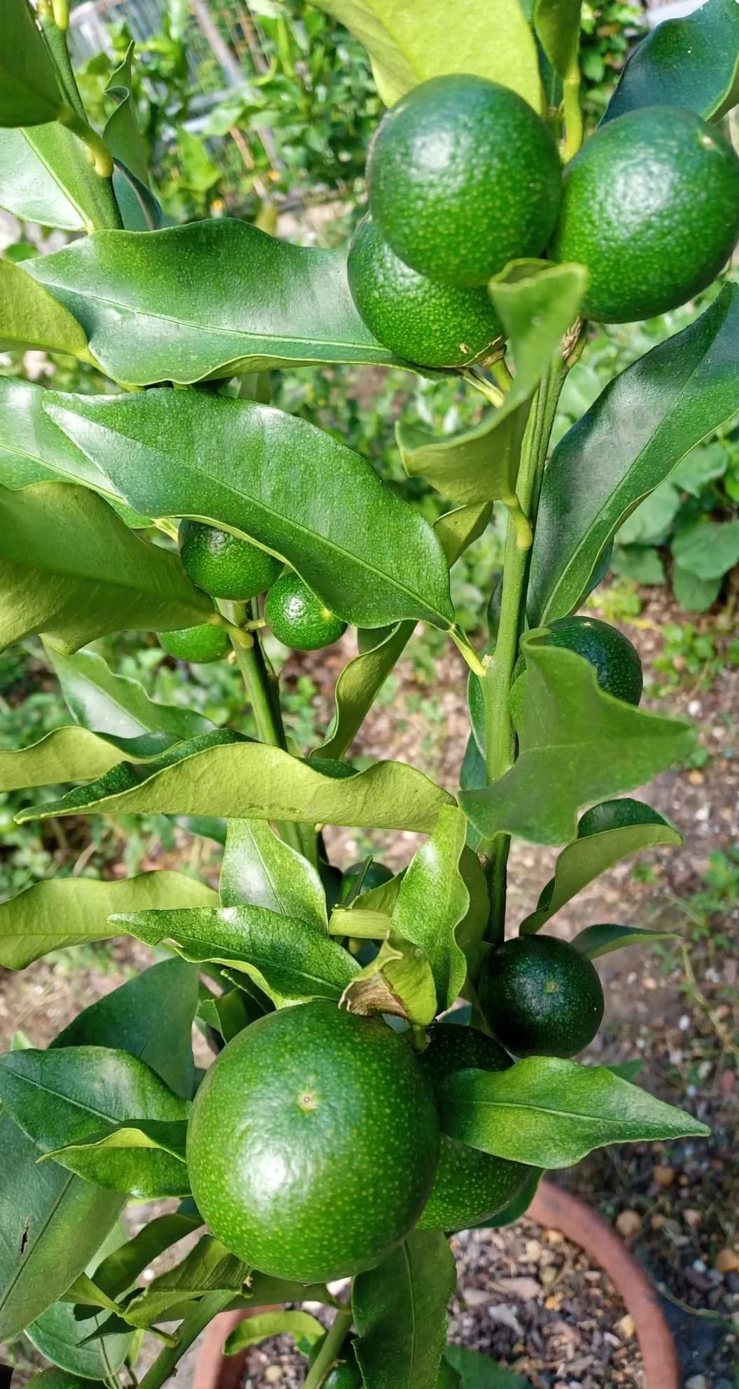 Pomelo Plant, photo 1