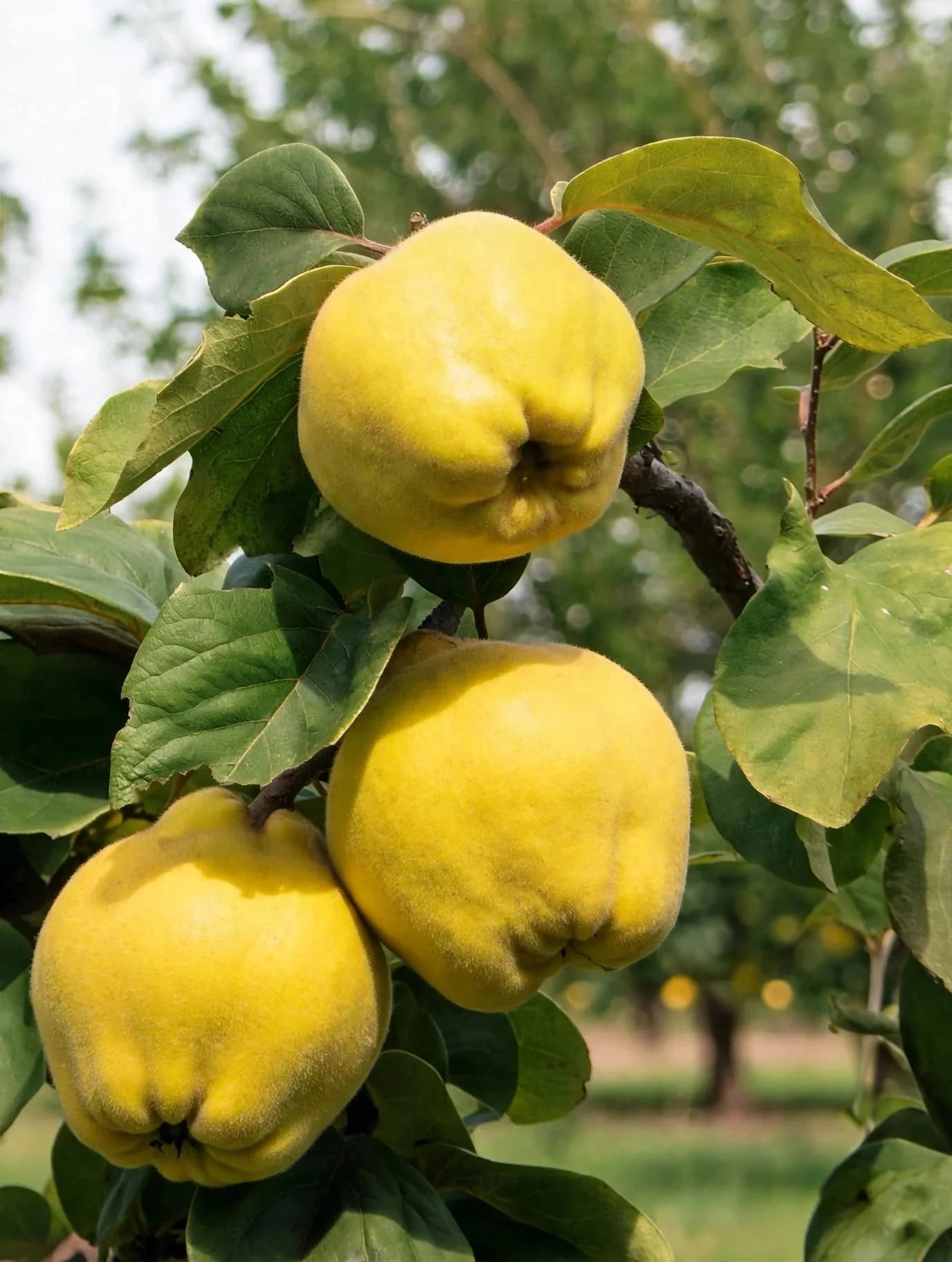 Quince Apple Plant