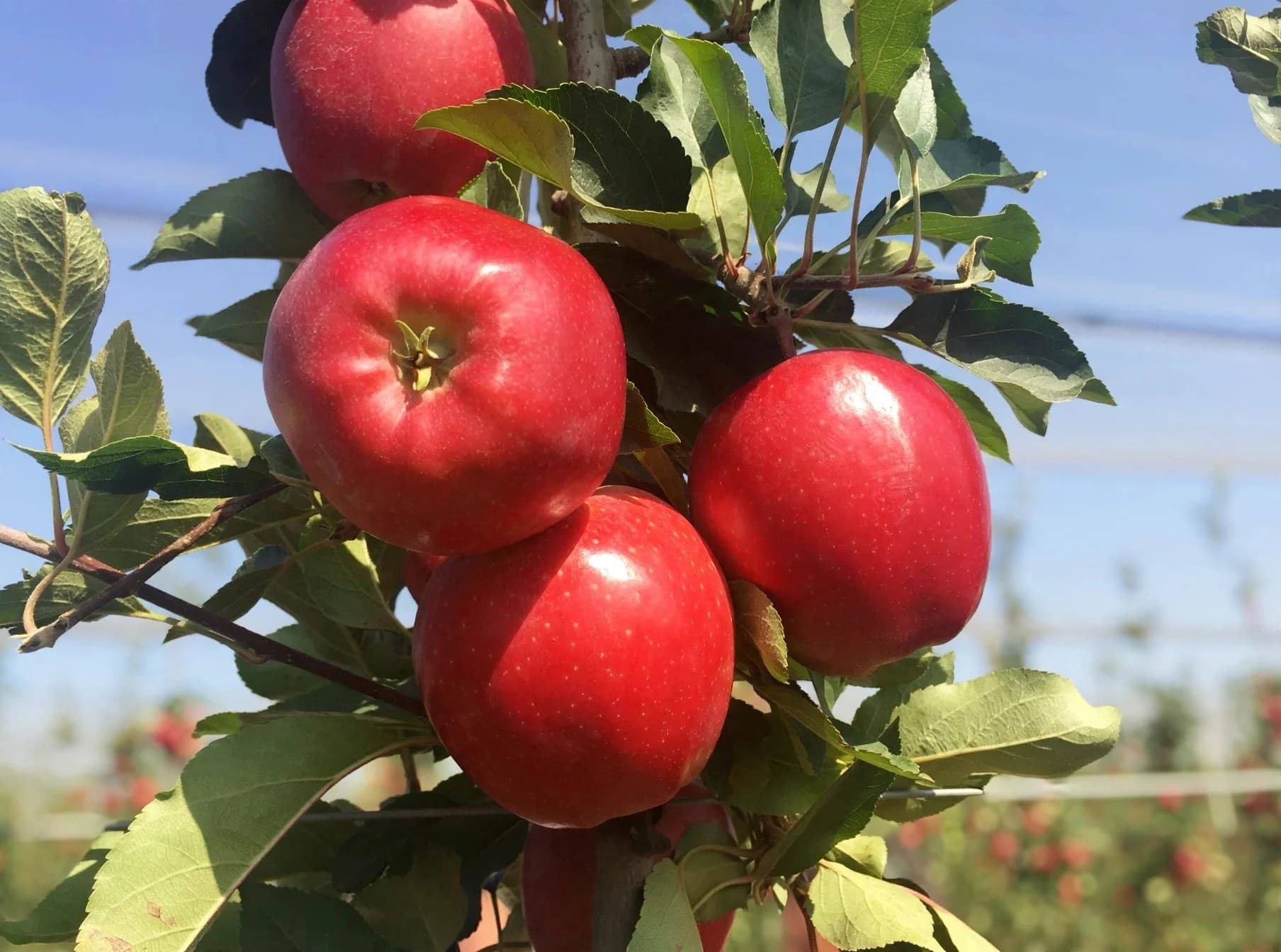 Red Gala Apple Plant