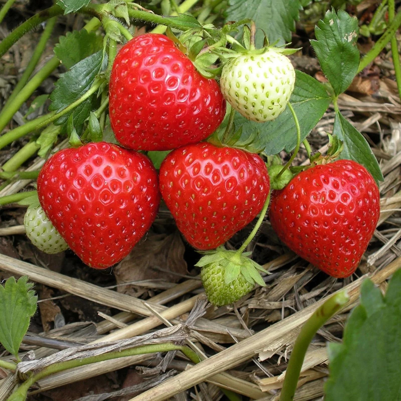 Strawberry Plant