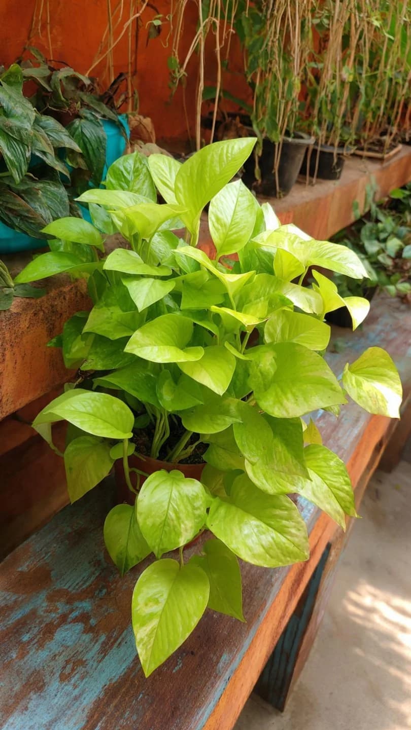 Money Plant (Devil's Ivy)