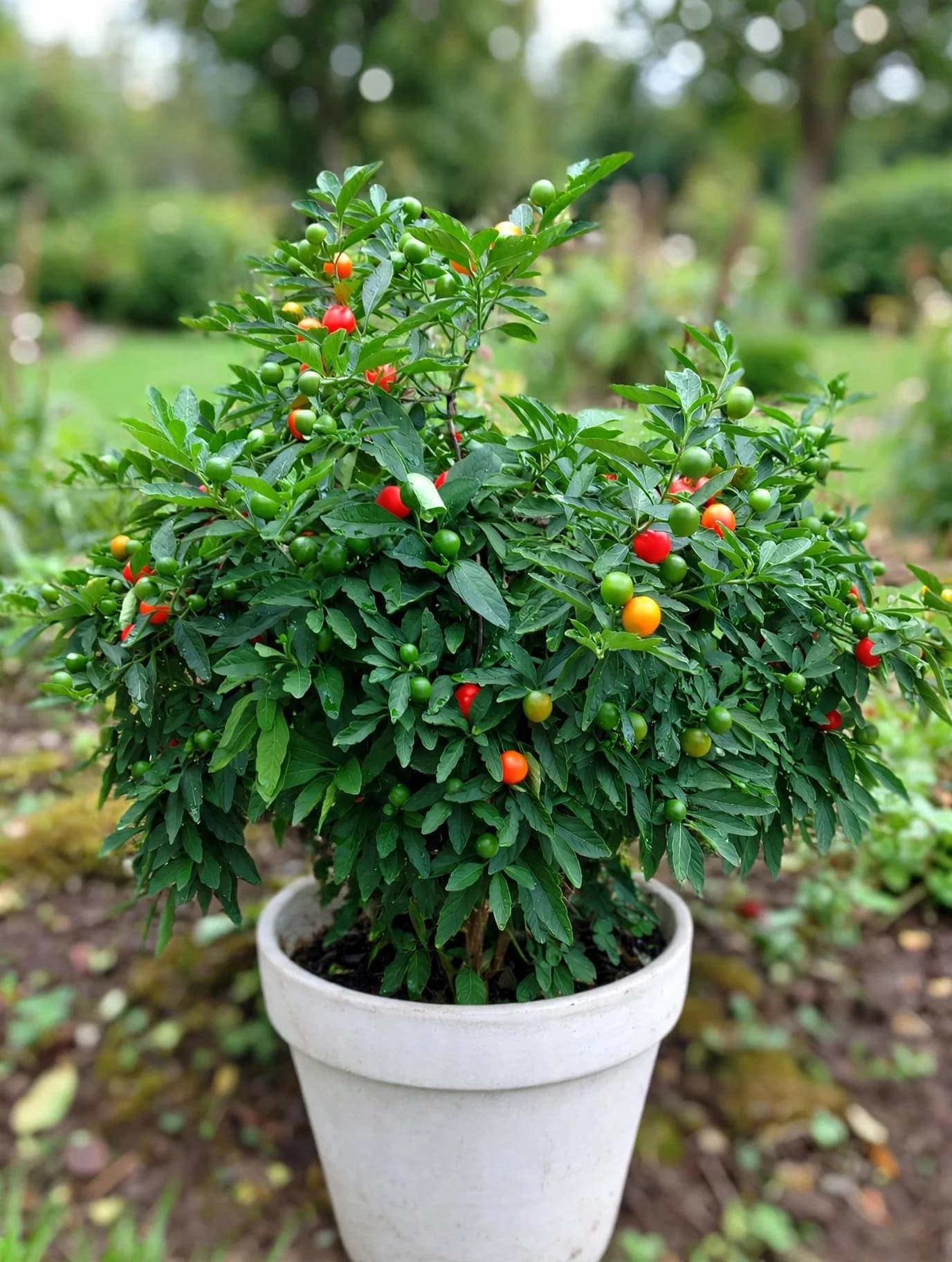 Cherry Pepper (Wiri Wiri)