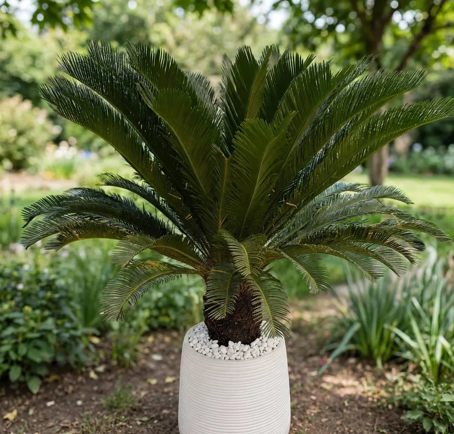 Cycas Palm (Young)